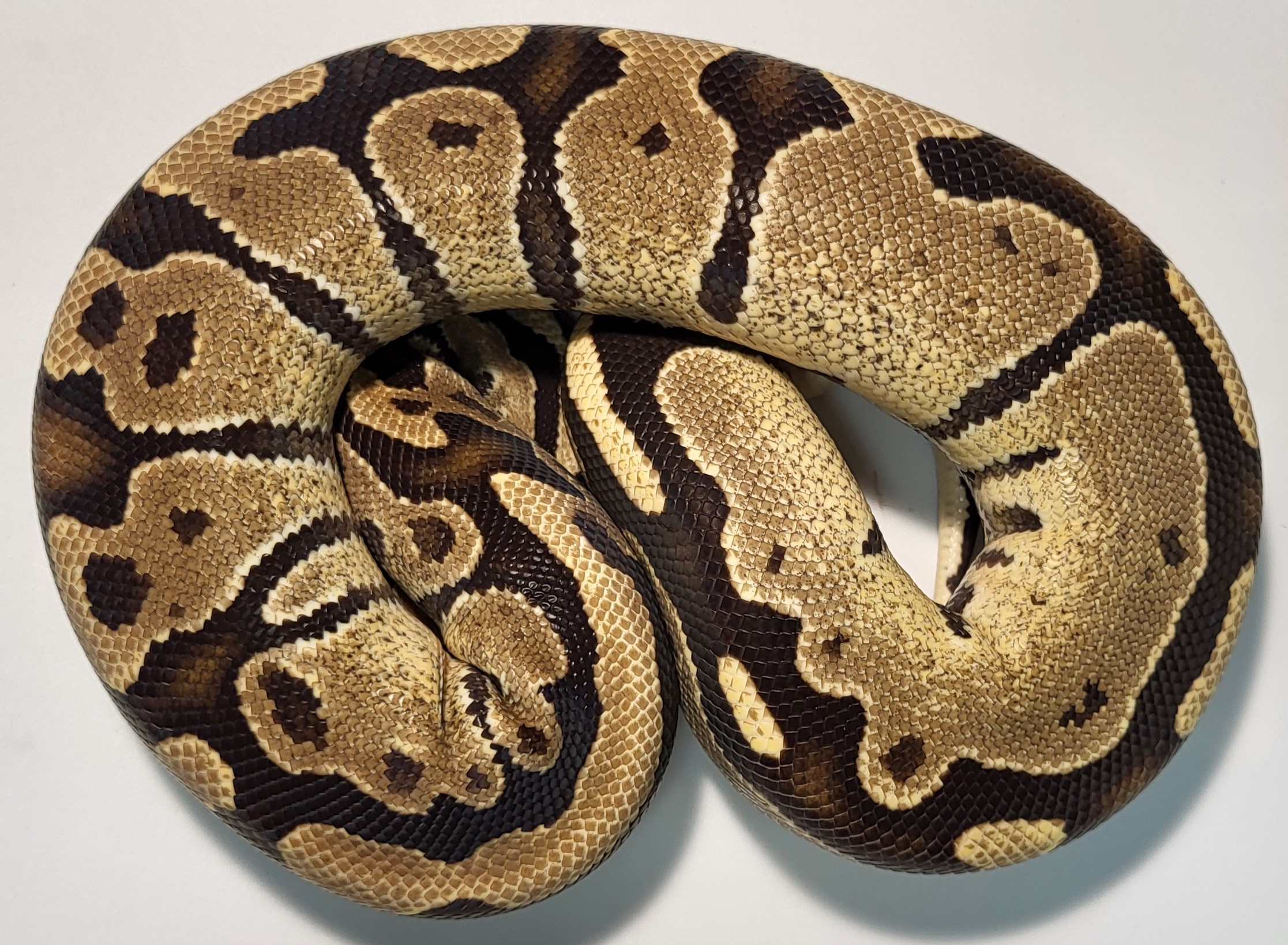 Fire Yellowbelly 