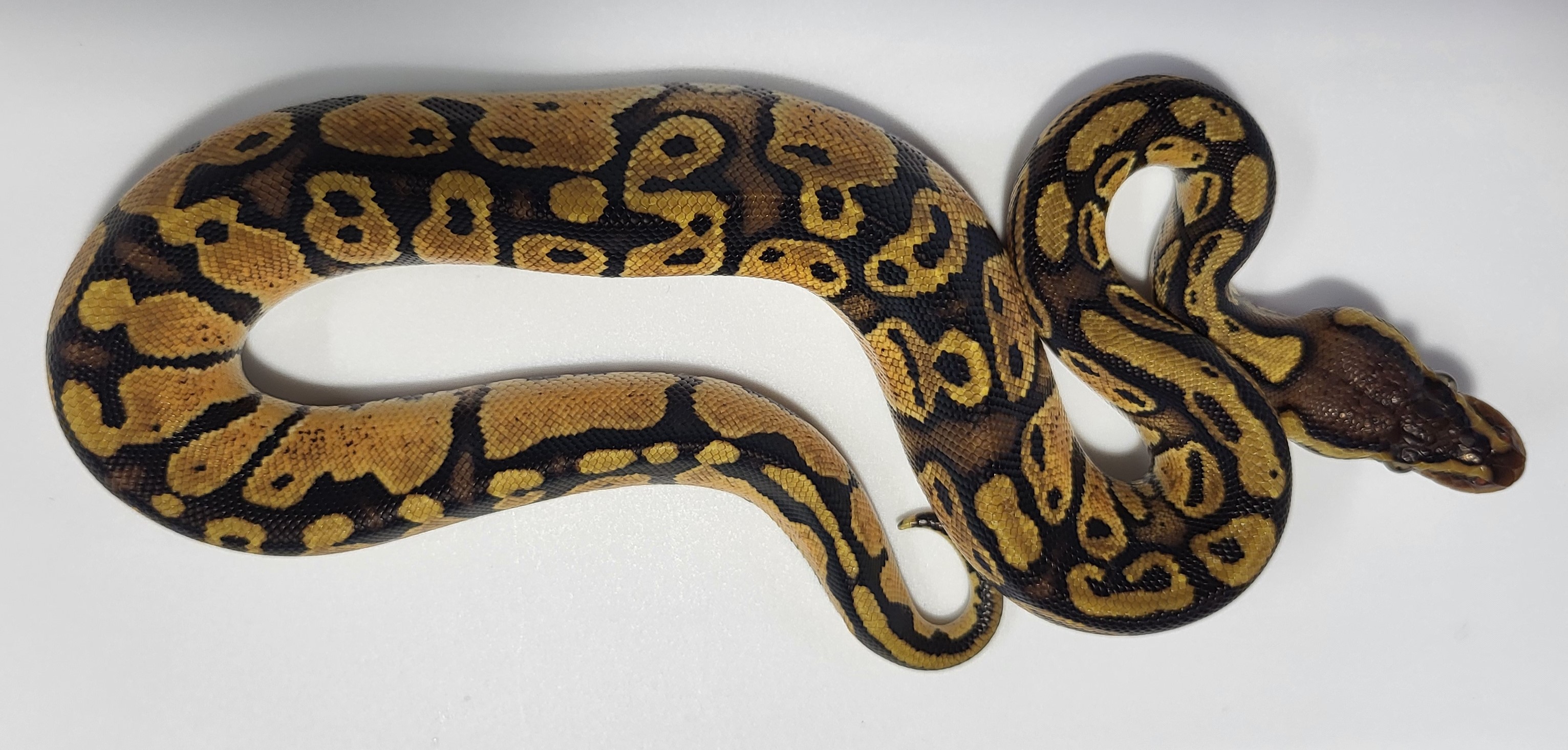Pastel Red Stripe het hypo 