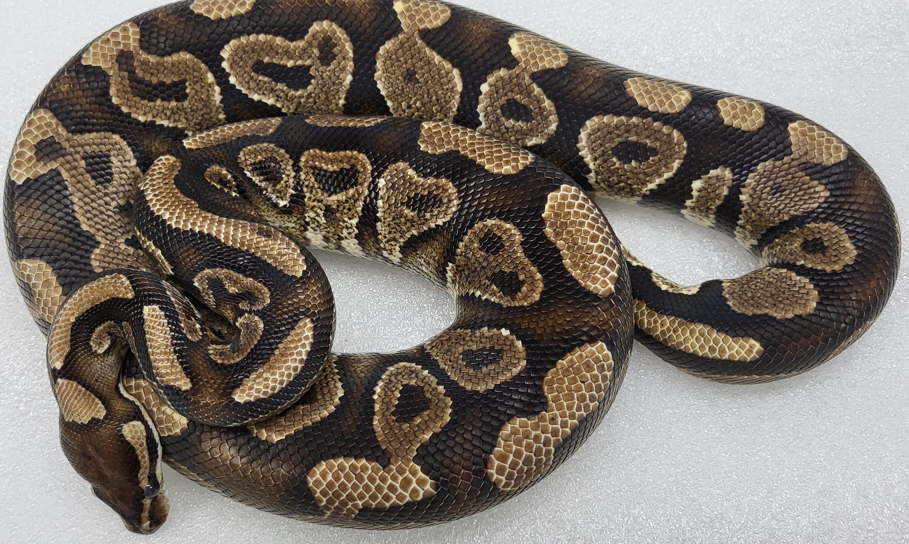 Yellowbelly Male 