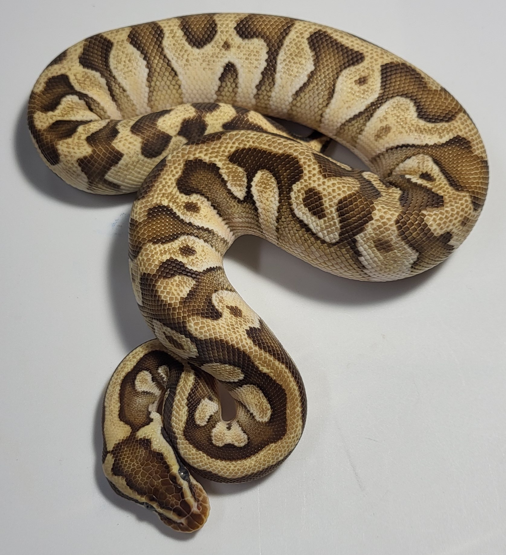 Pastel Enchi Makenzie Mojave het clown 