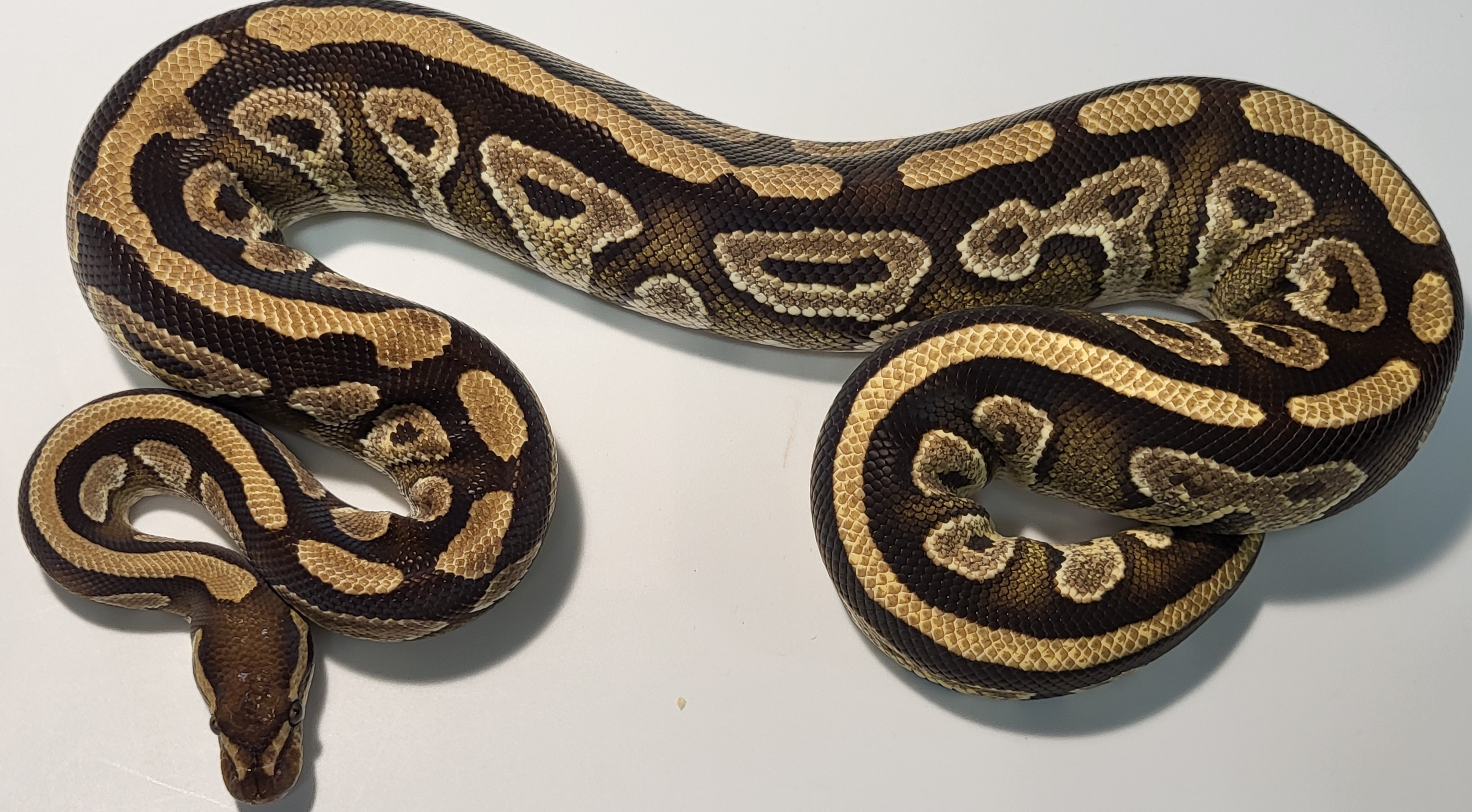 Mojave 
