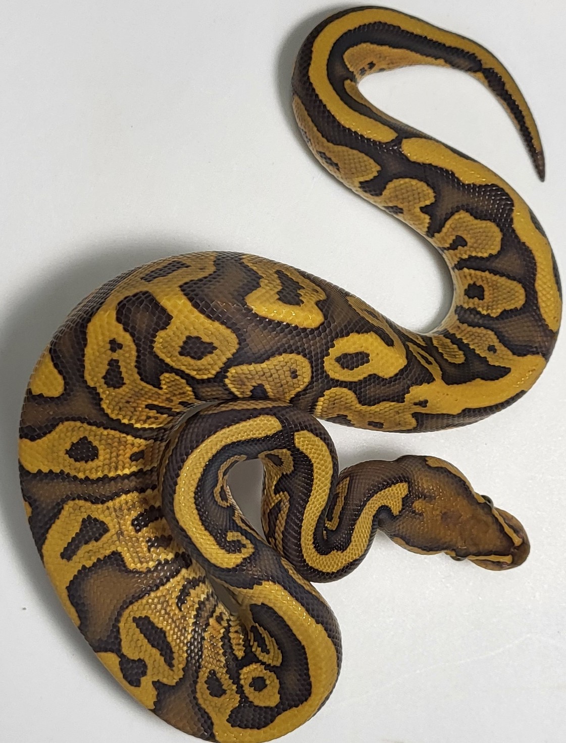 Hypo Leopard 