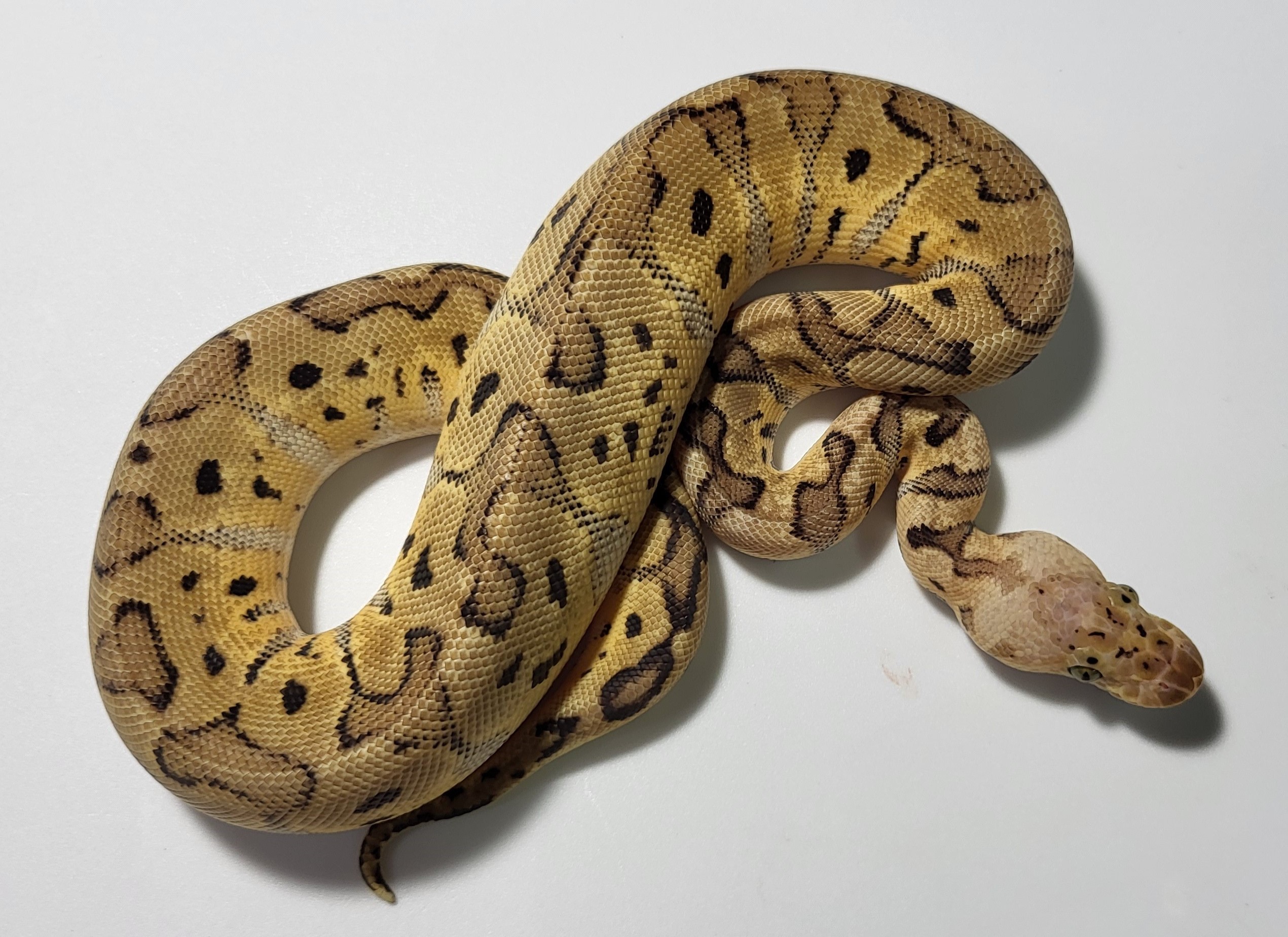 Red Stripe Enchi Pastel Clown