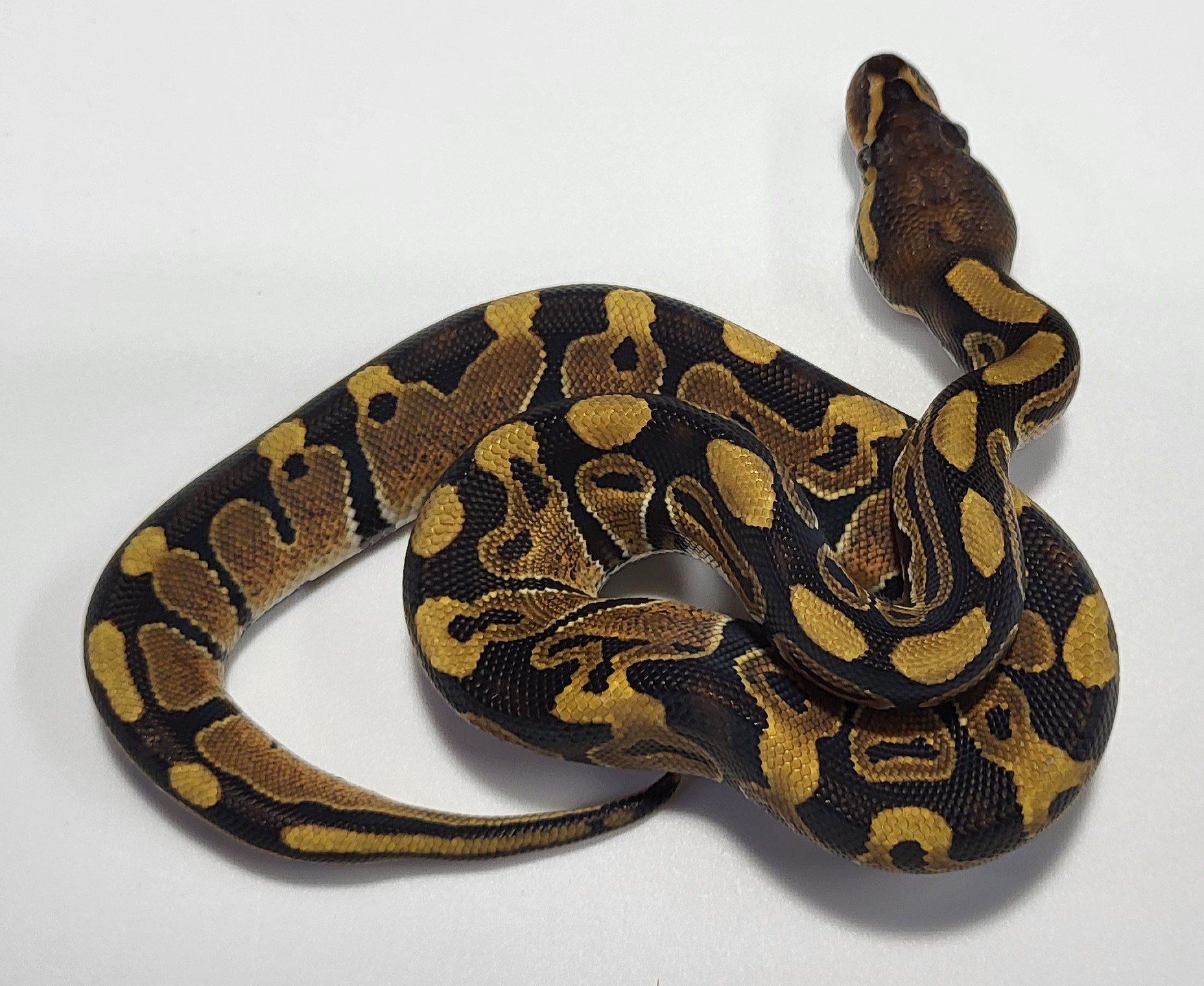 Orange Dream possible het hypo 