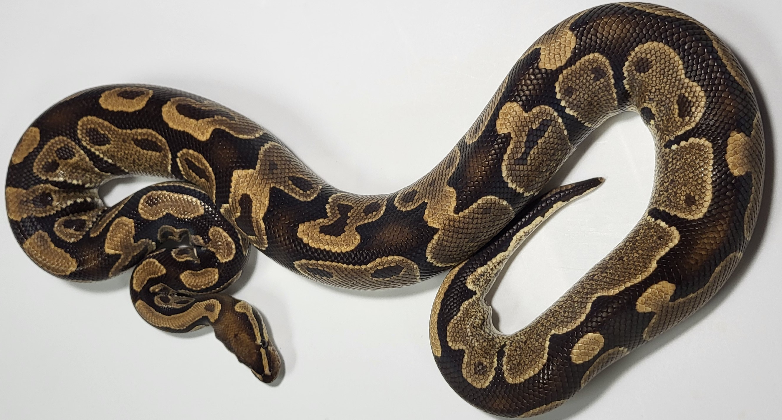Yellowbelly 