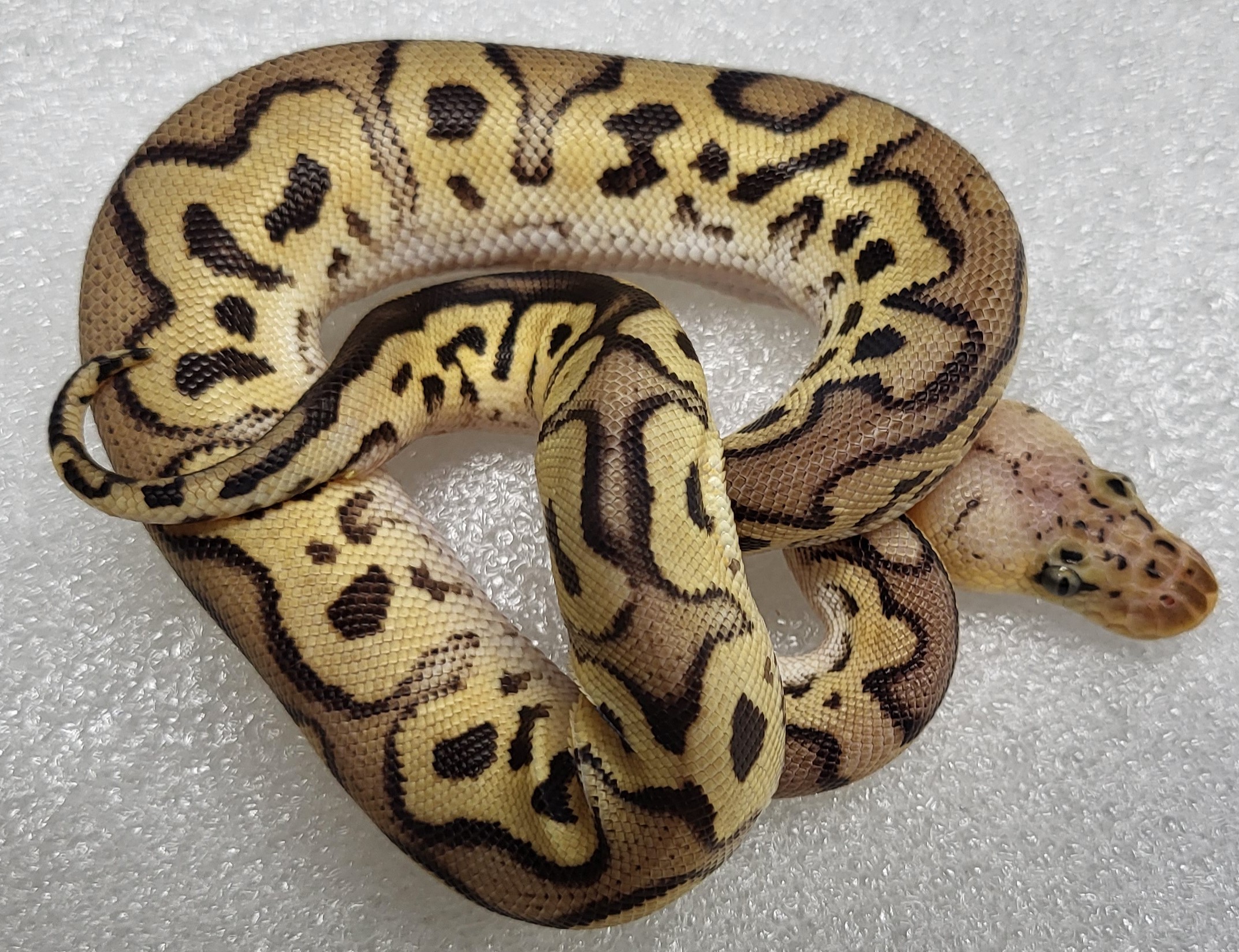 Red Stripe yellowbelly Clown PH g stripe Female     