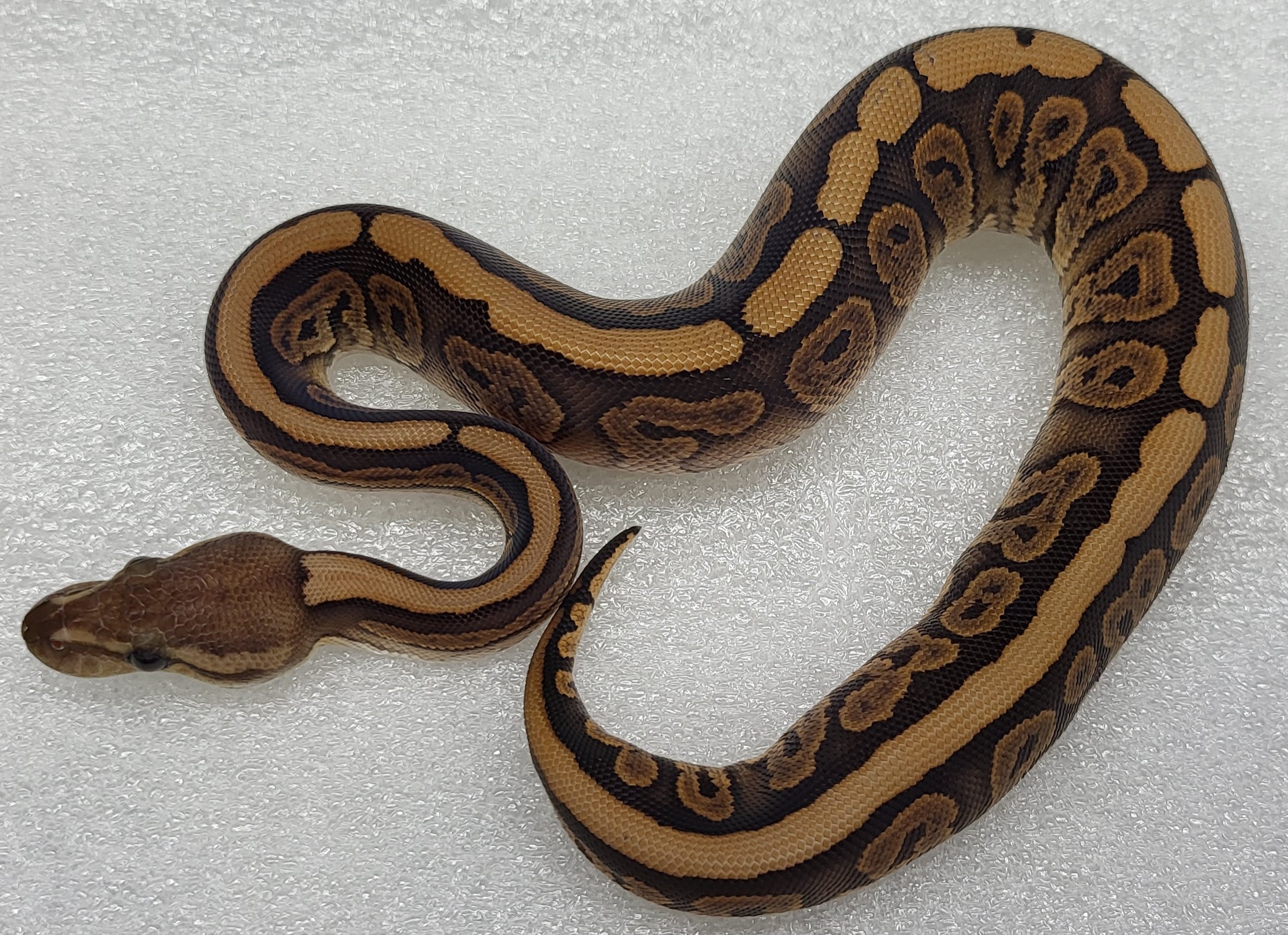Black Pastel Red Stripe Het hypo Female