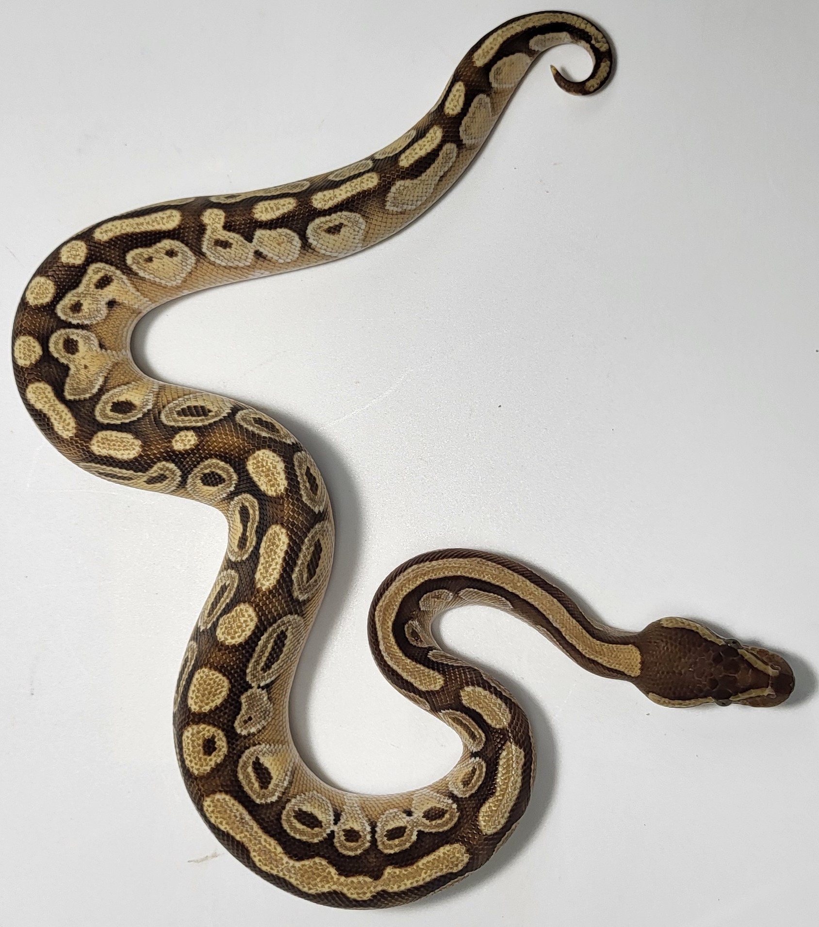 Mojave enchi Yellowbelly 