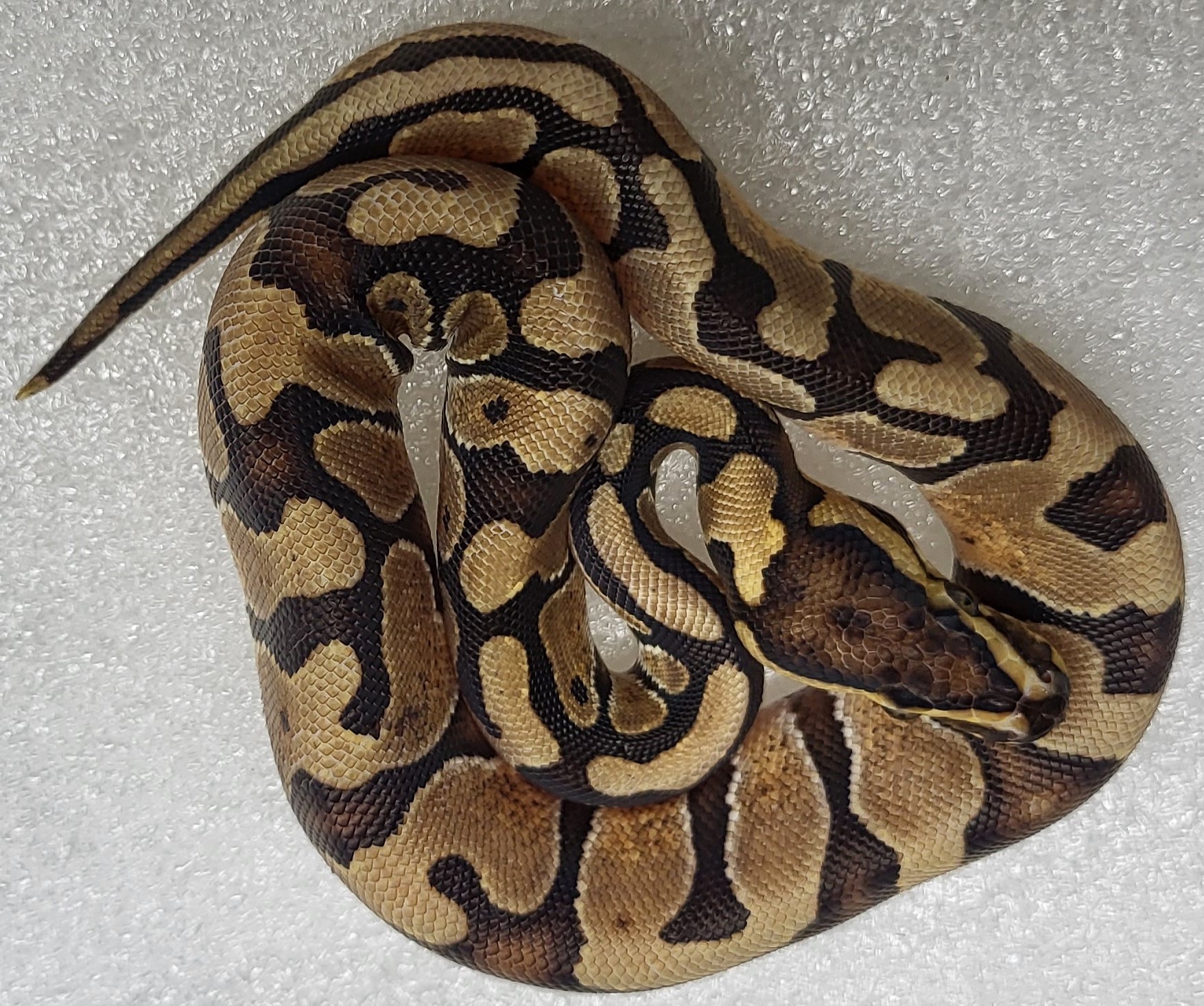 Enchi Special Het g stripe Female 