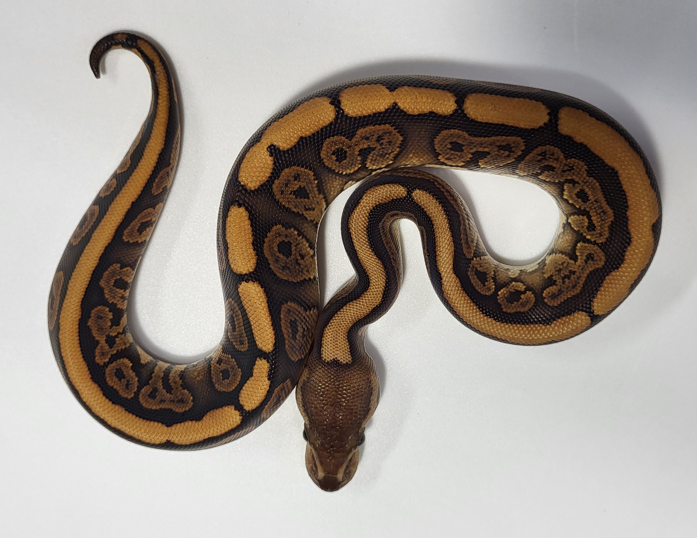 Black Pastel Red Stripe het hypo 
