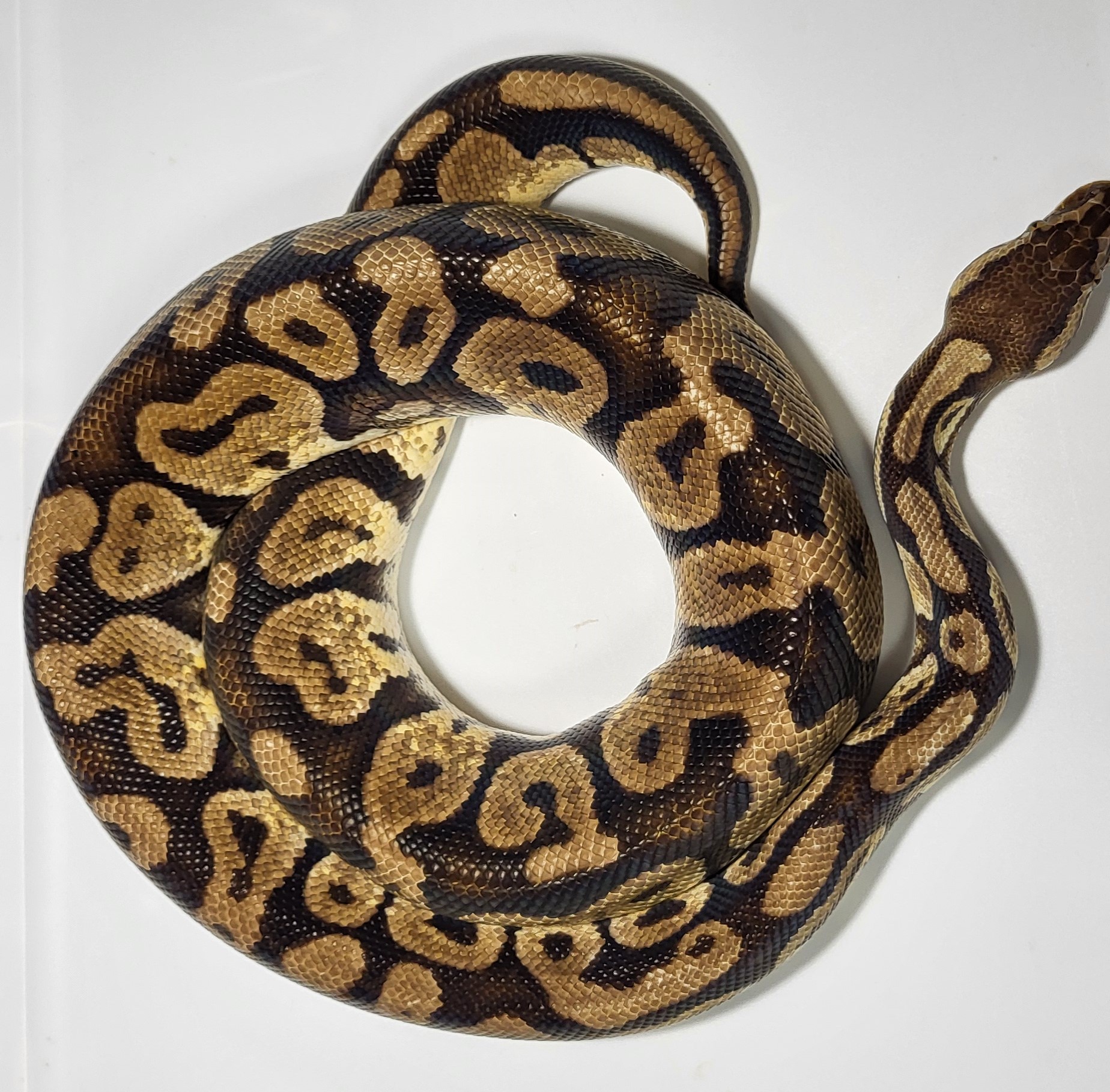 Pastel Volta het pied 