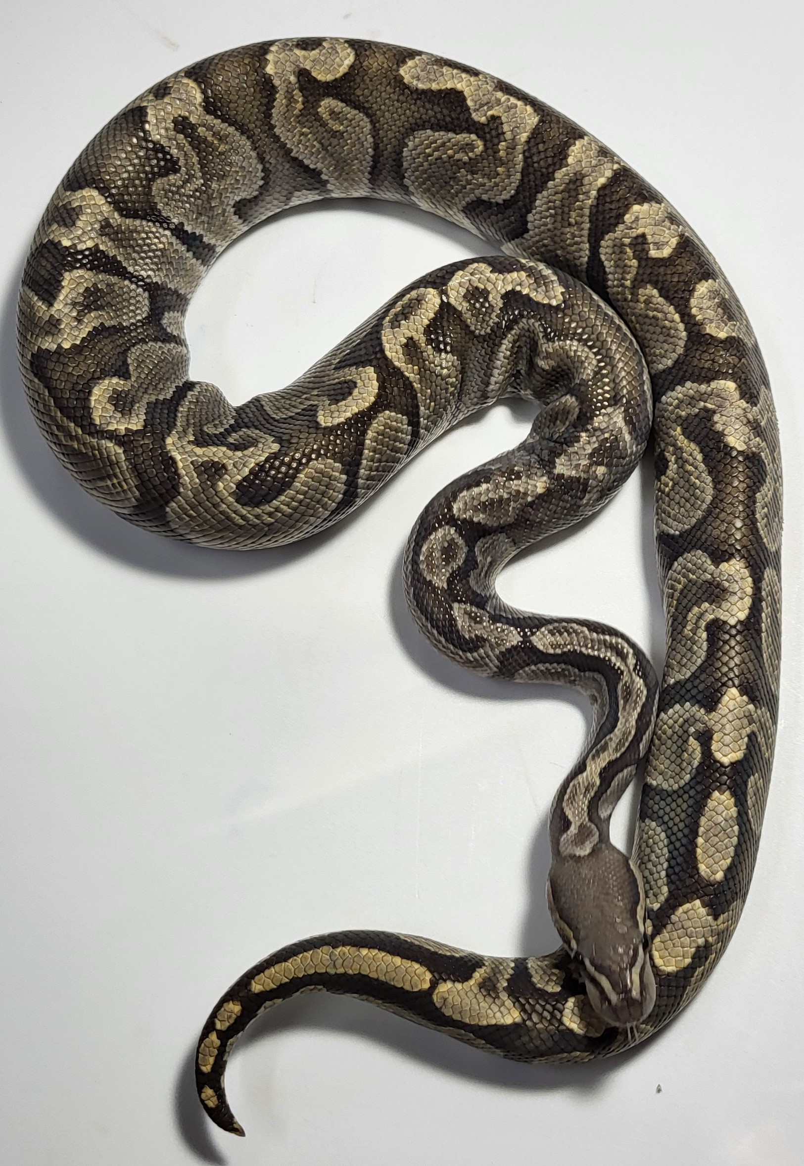 GHI Hypo 