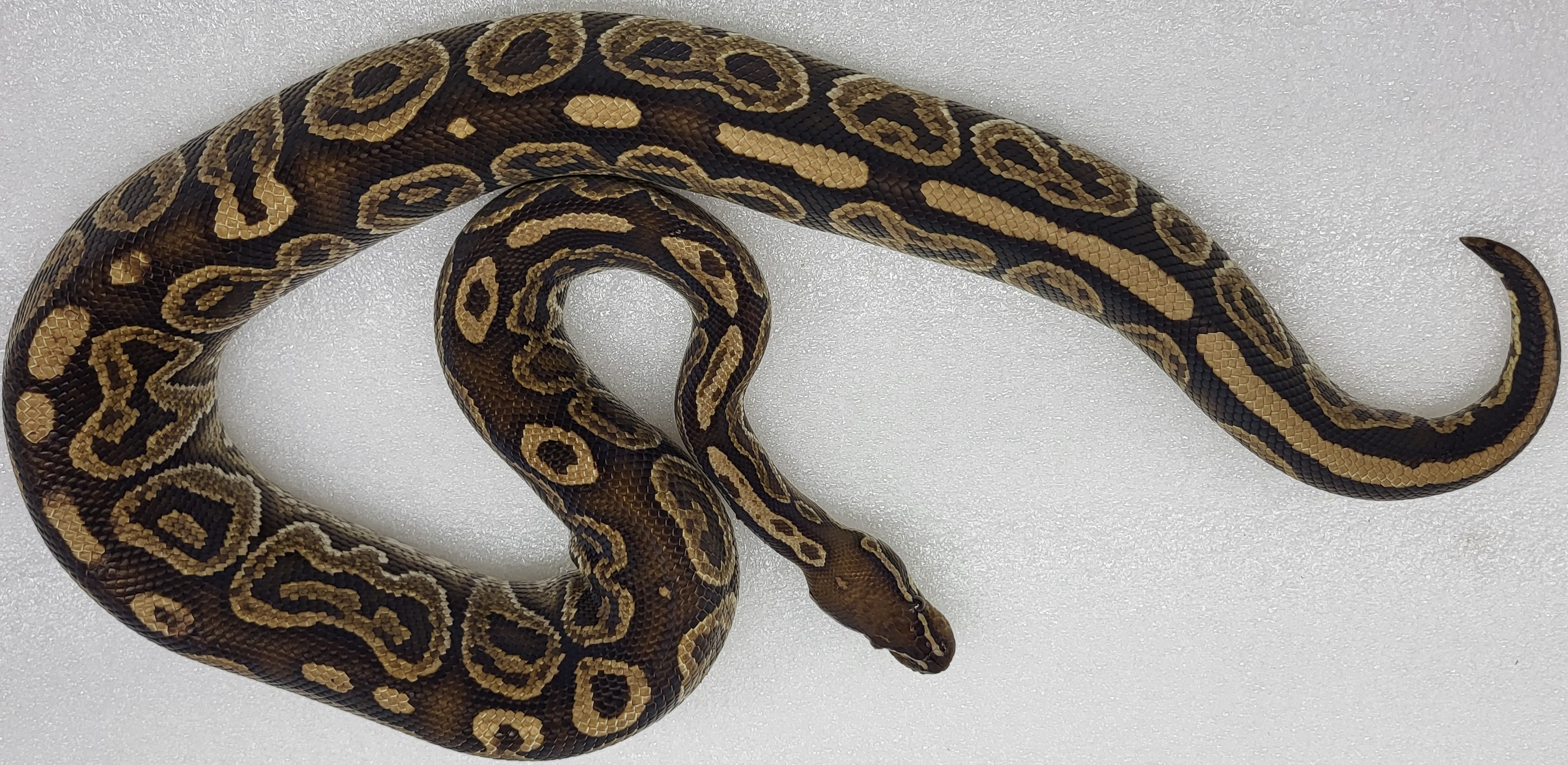 Hurricane HRA Male