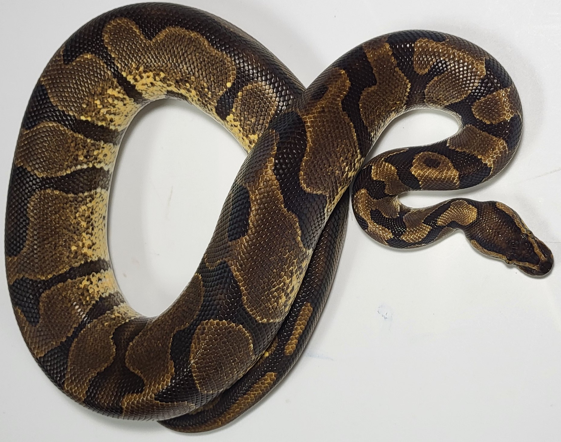 Yellowbelly 