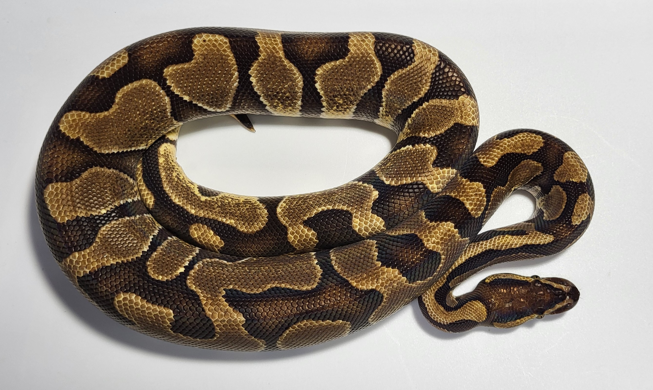 Enchi Fire het desert ghost 