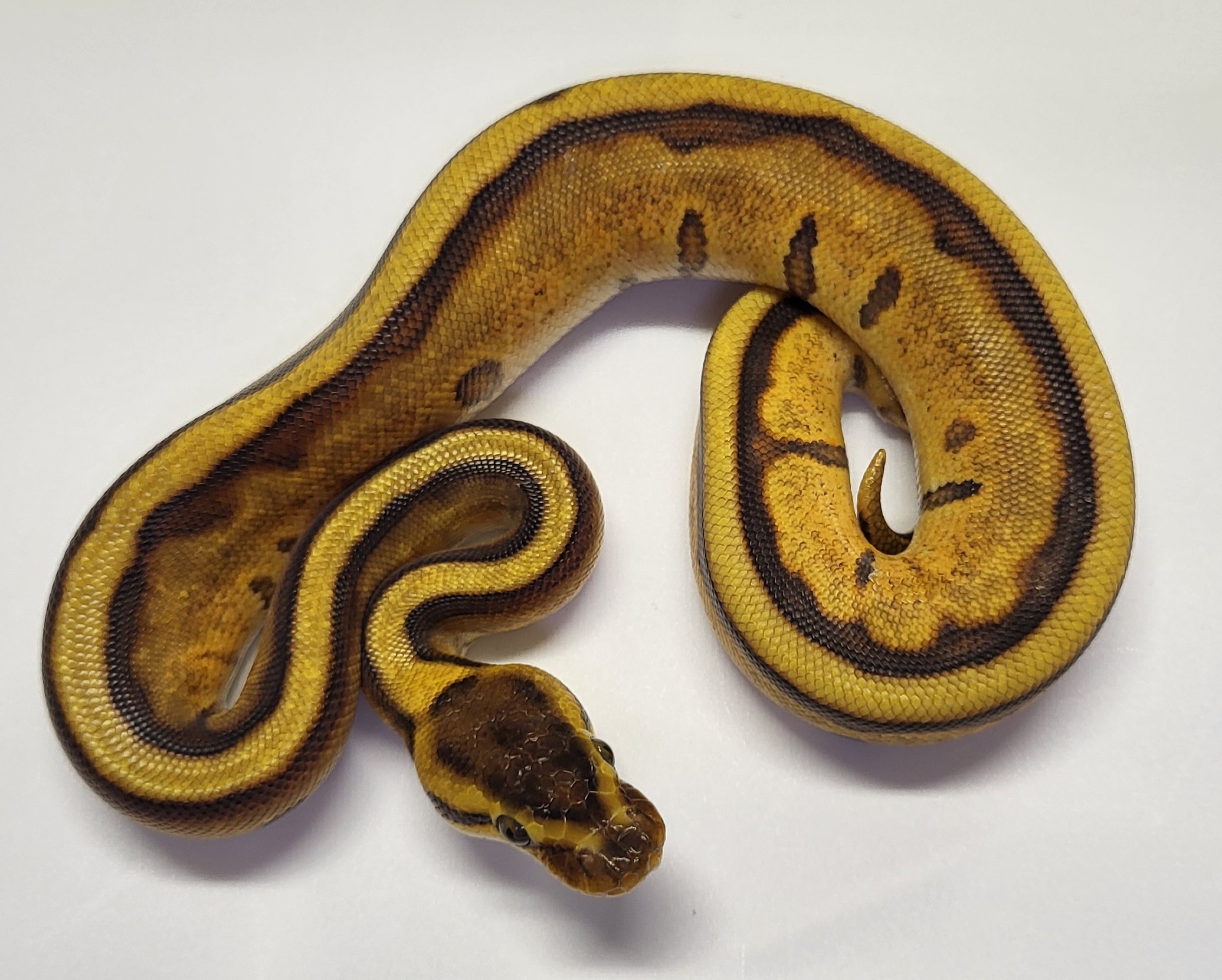 Enchi yellowbelly Genetic Stripe 