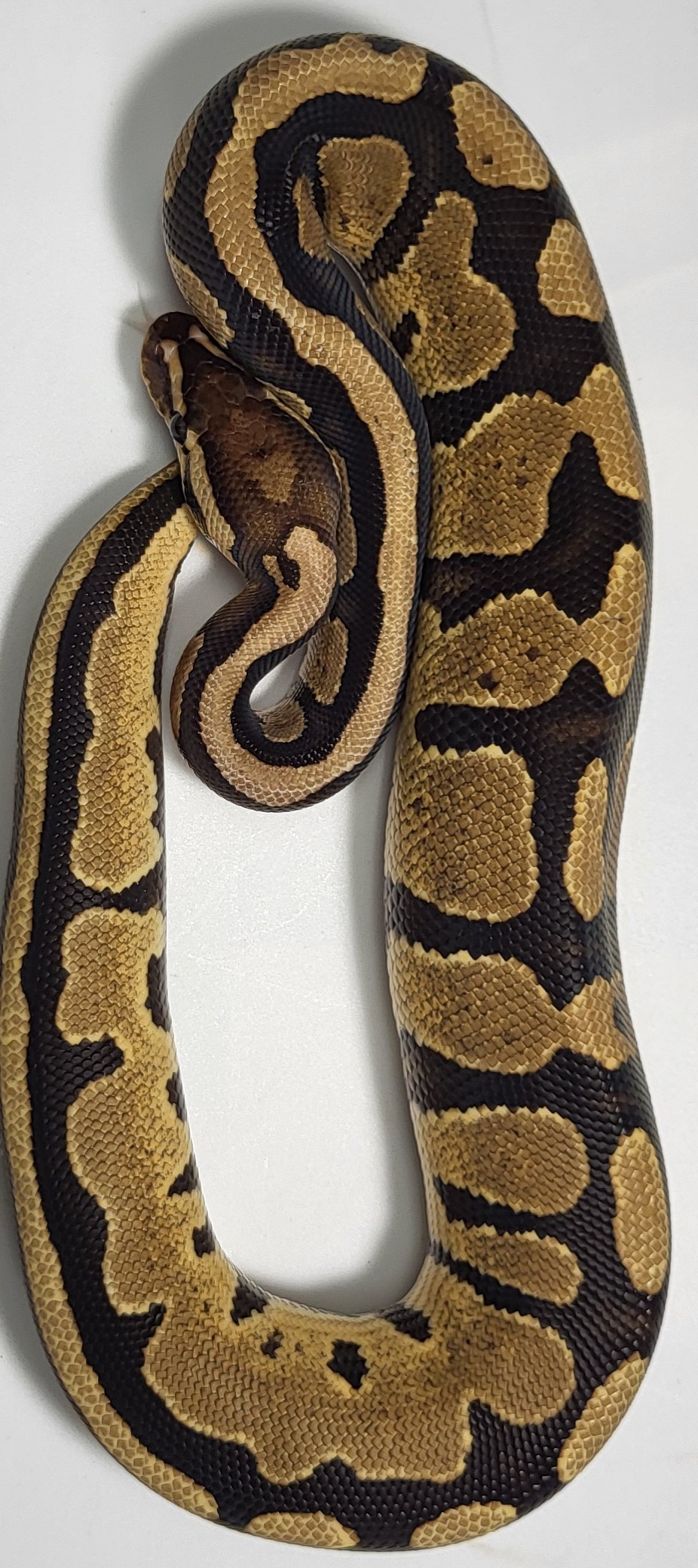 Enchi Fire het pied 
