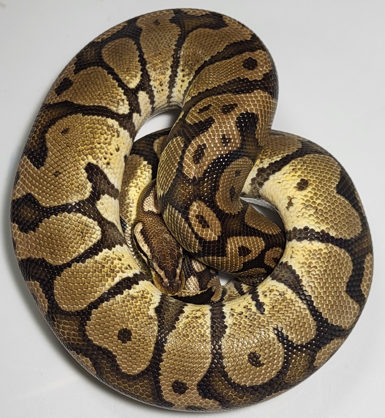 Pastel Red Stripe het hypo 