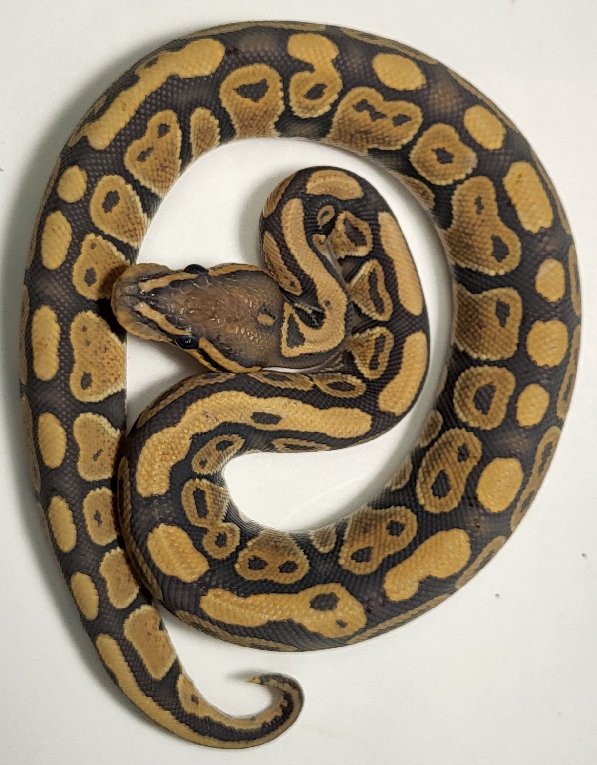 Hypo 