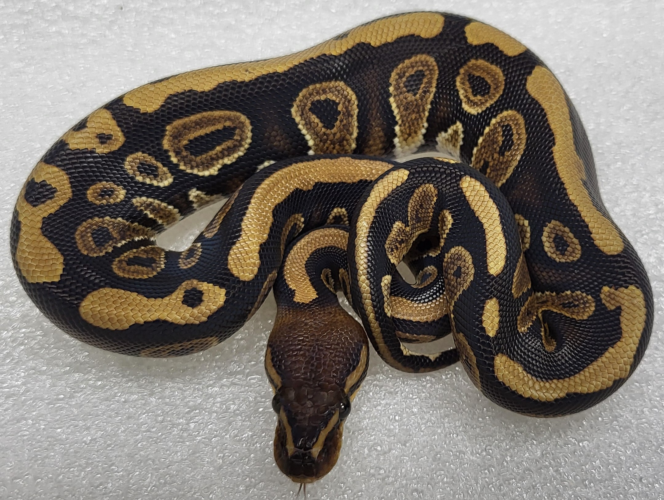 Mahogany Het pies Female 