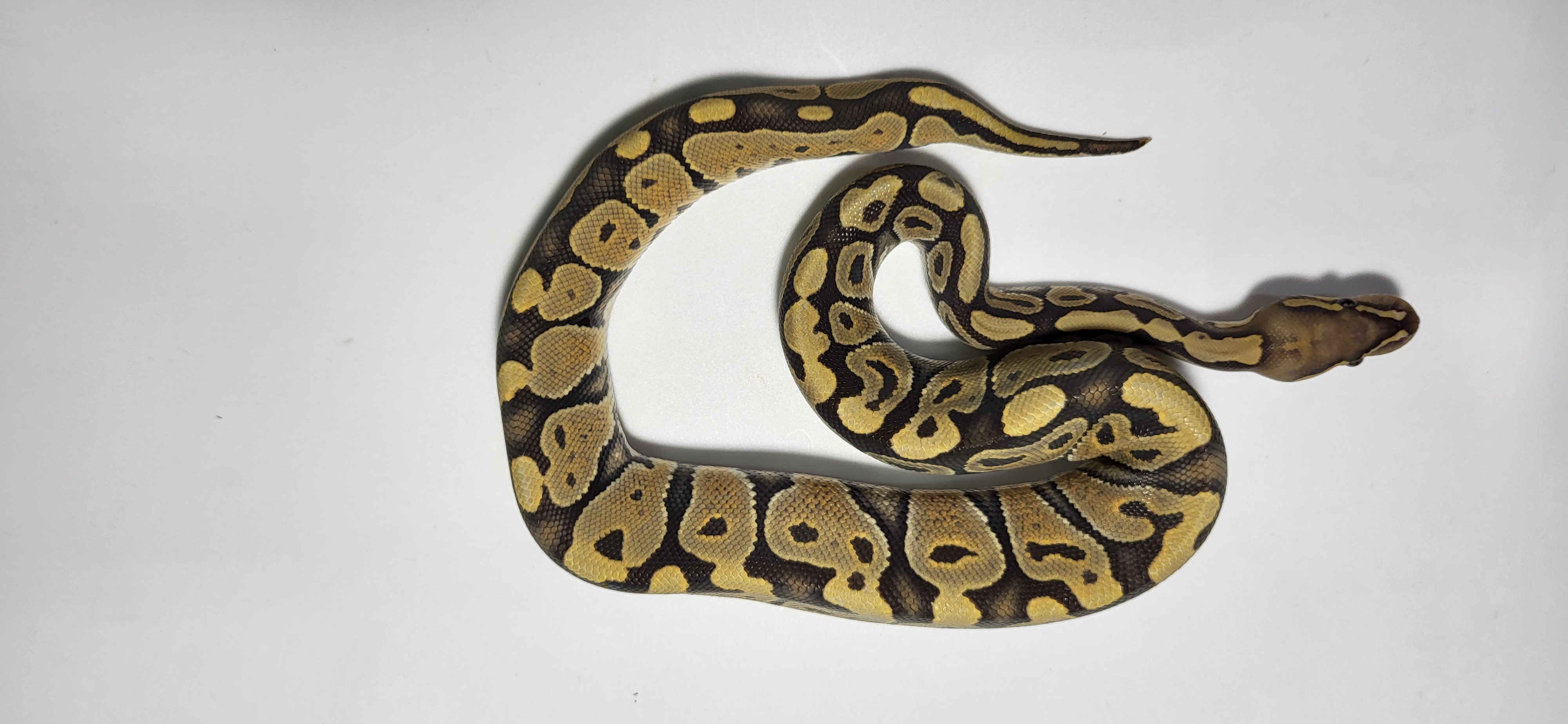 407 Hypo Red Stripe Female $600