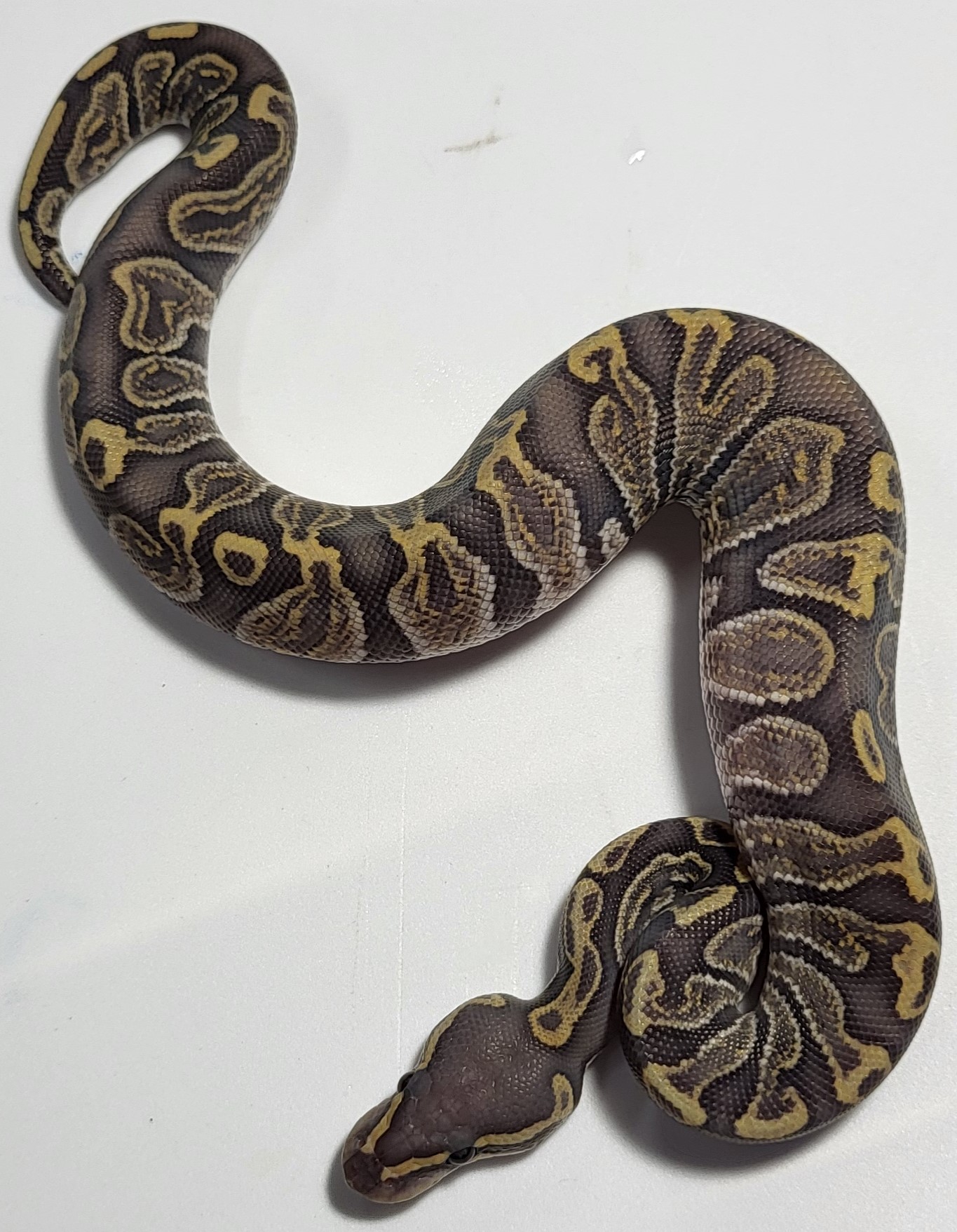GHI Hypo 
