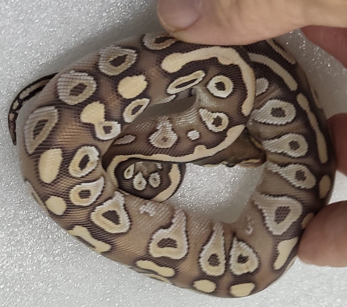 Hypo mojave Black Pastel Male 