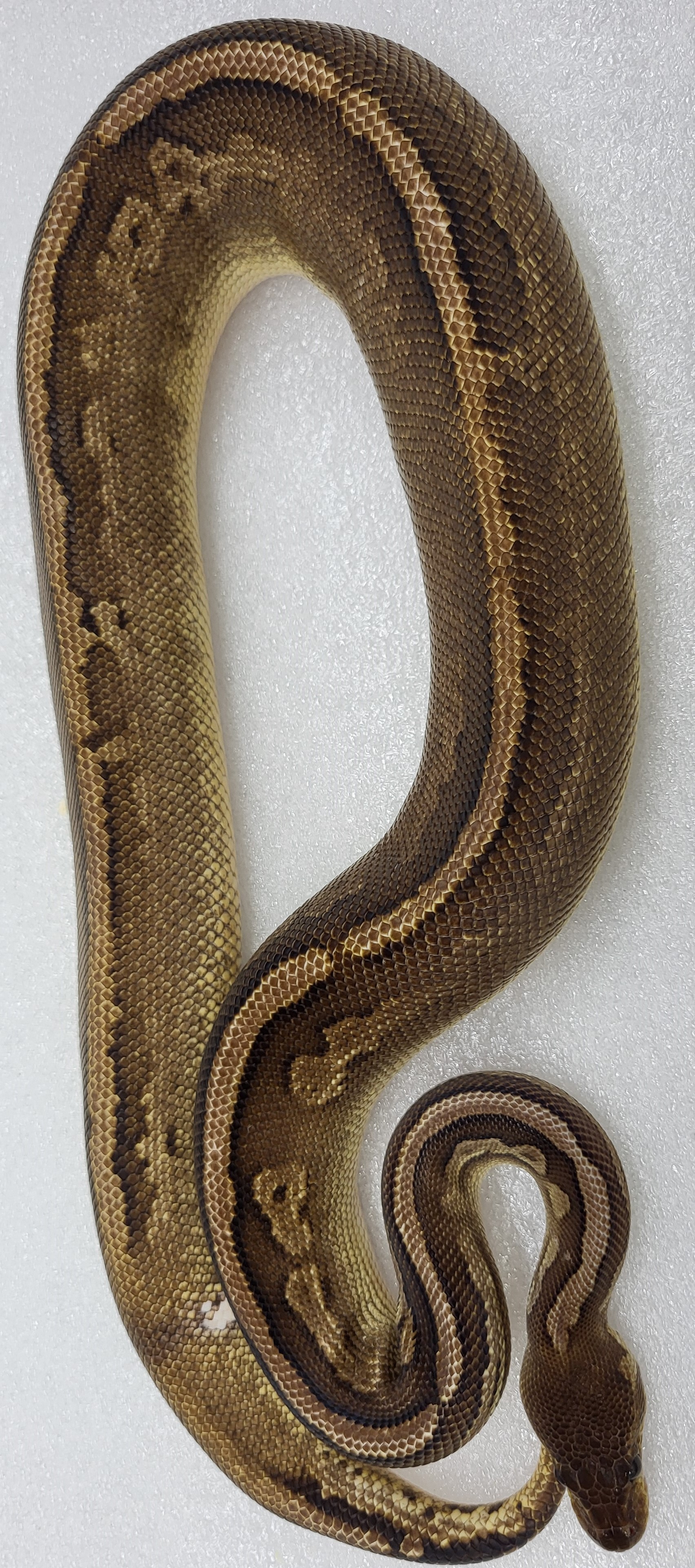 Cinnamon Mojave yellowbelly Male