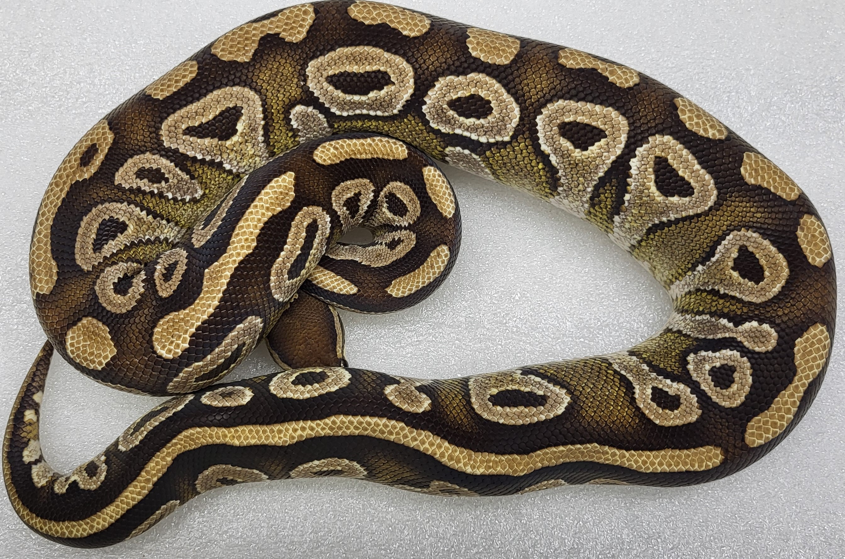 Mojave Female 