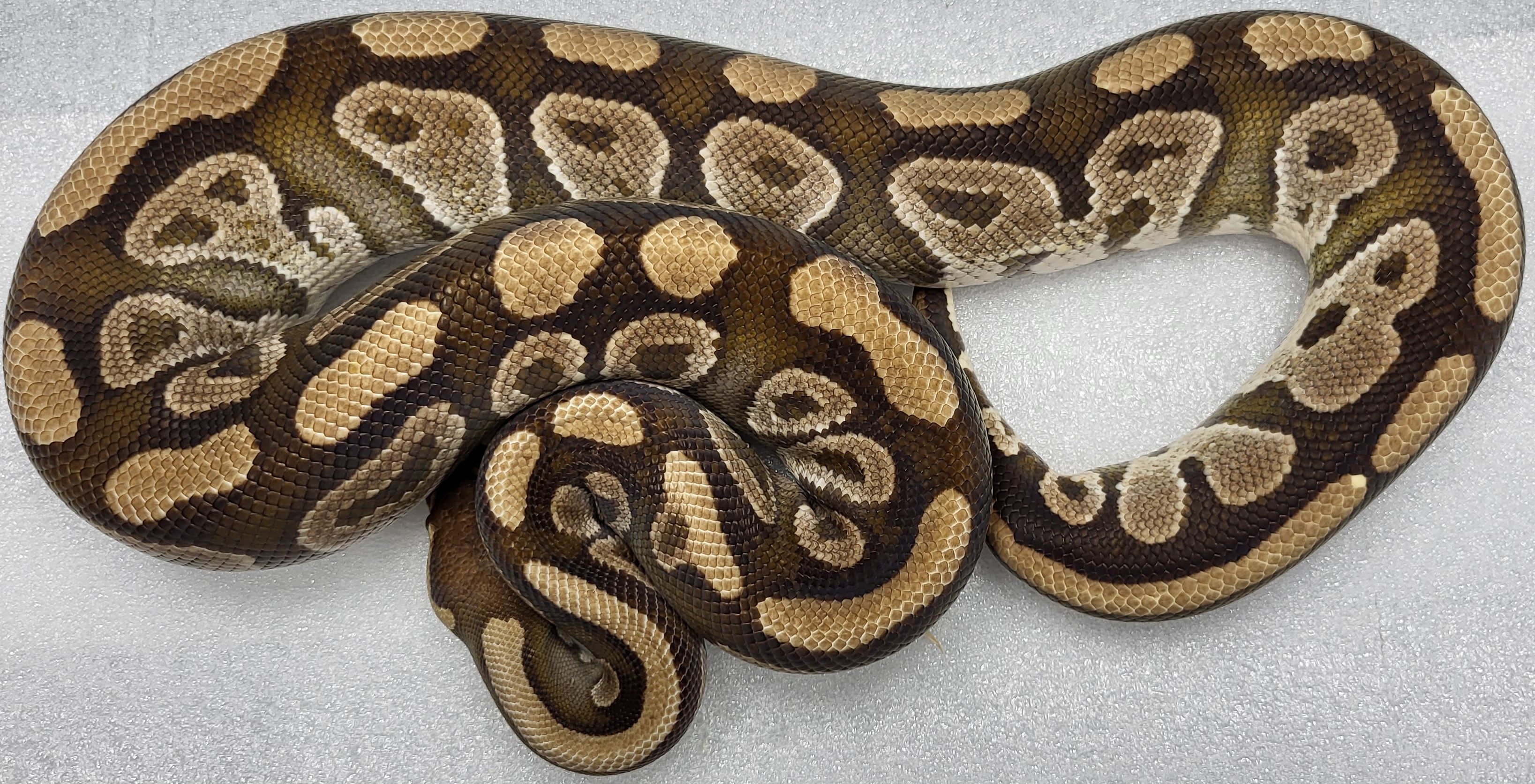 Pastel Het puzzle Male