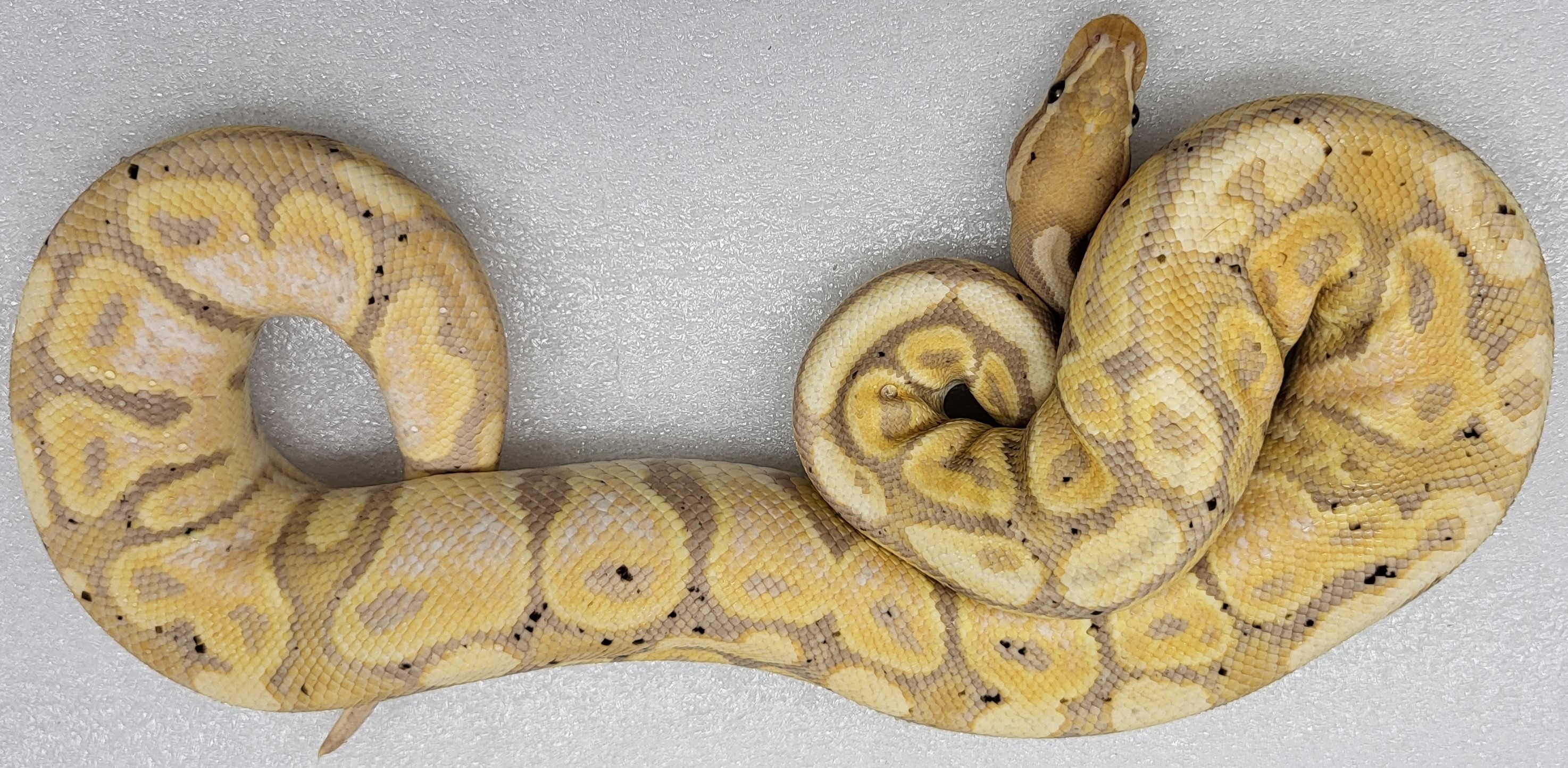 Banana Male 