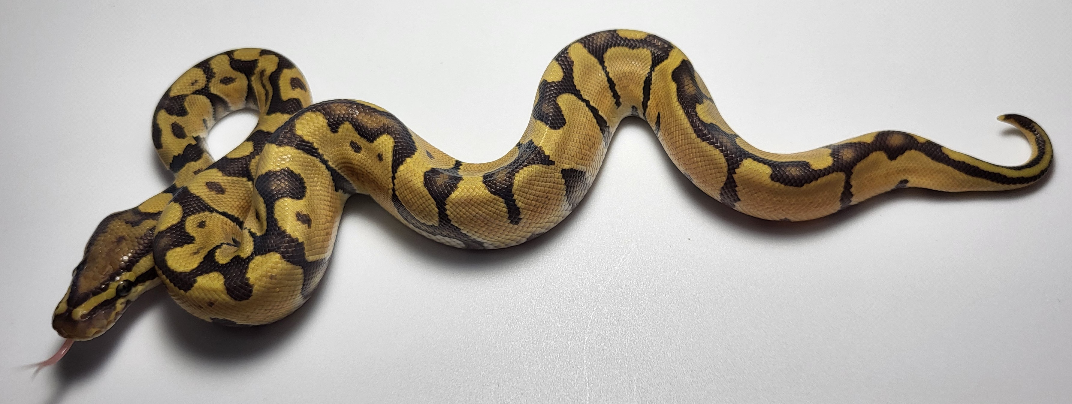 Enchi Hypo possible het axanthic