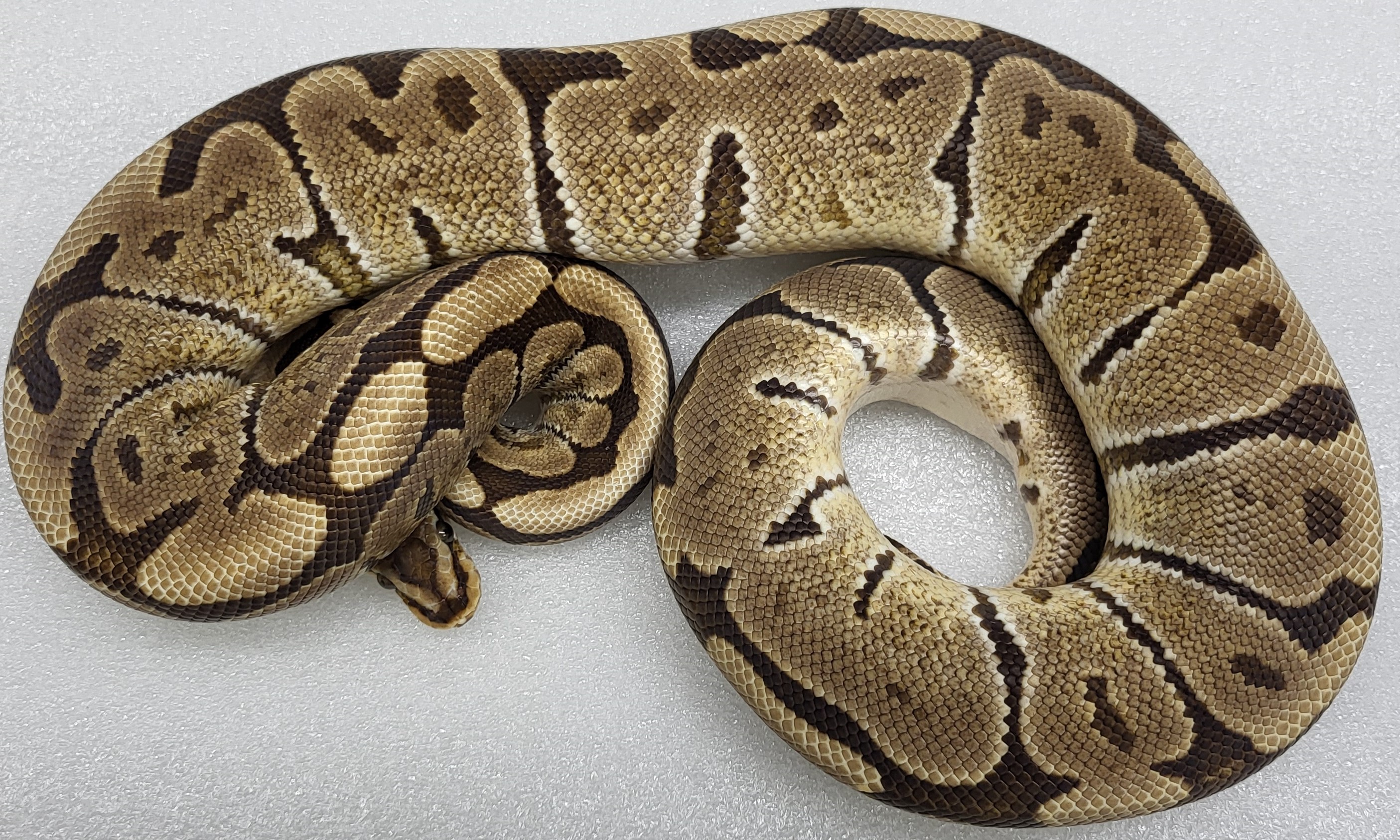 Hidden Gene Woma Granite Female