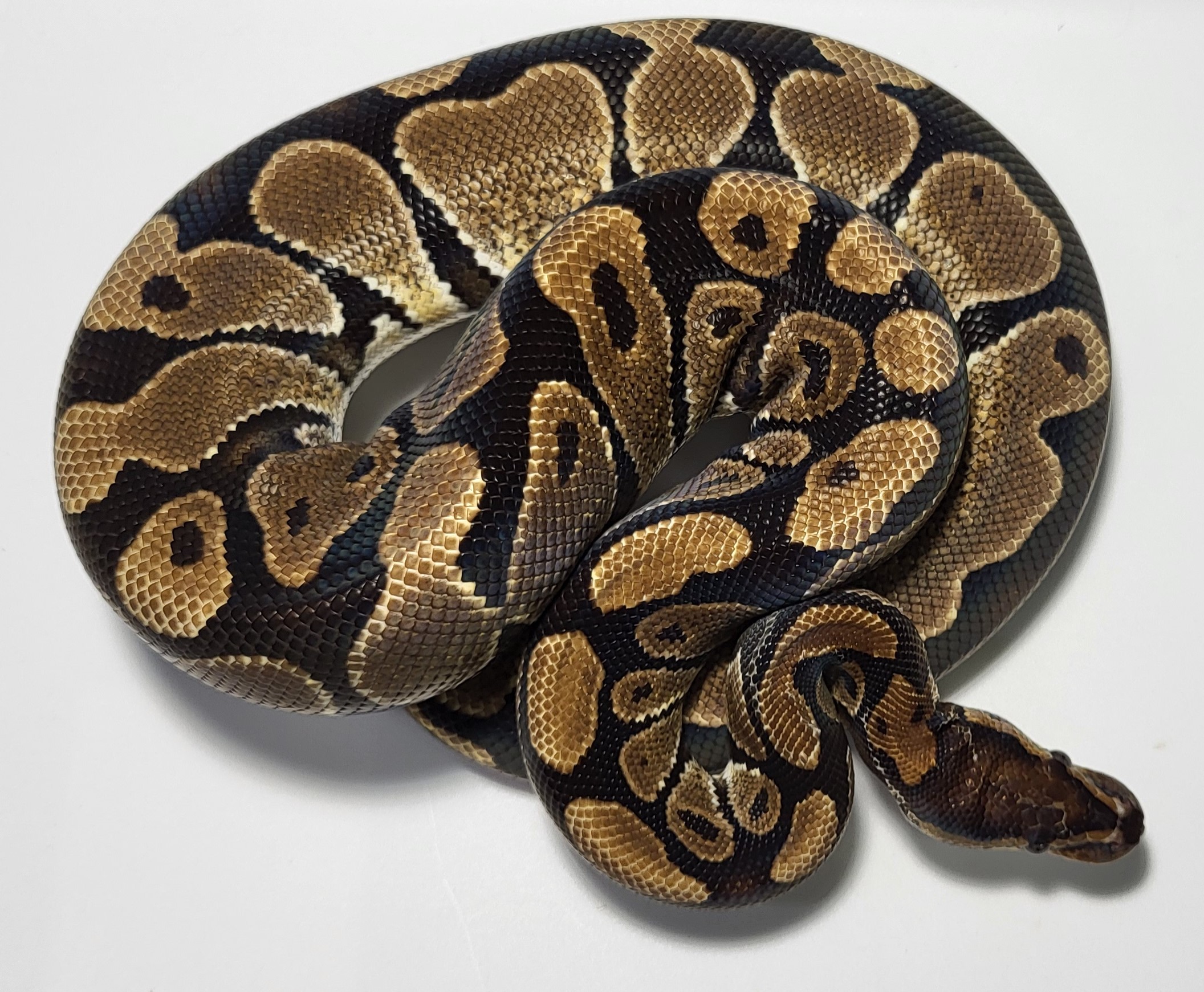Red Stripe het hypo