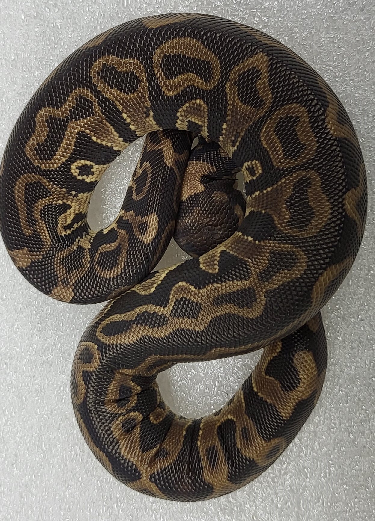 Leopard Het clowm Female 