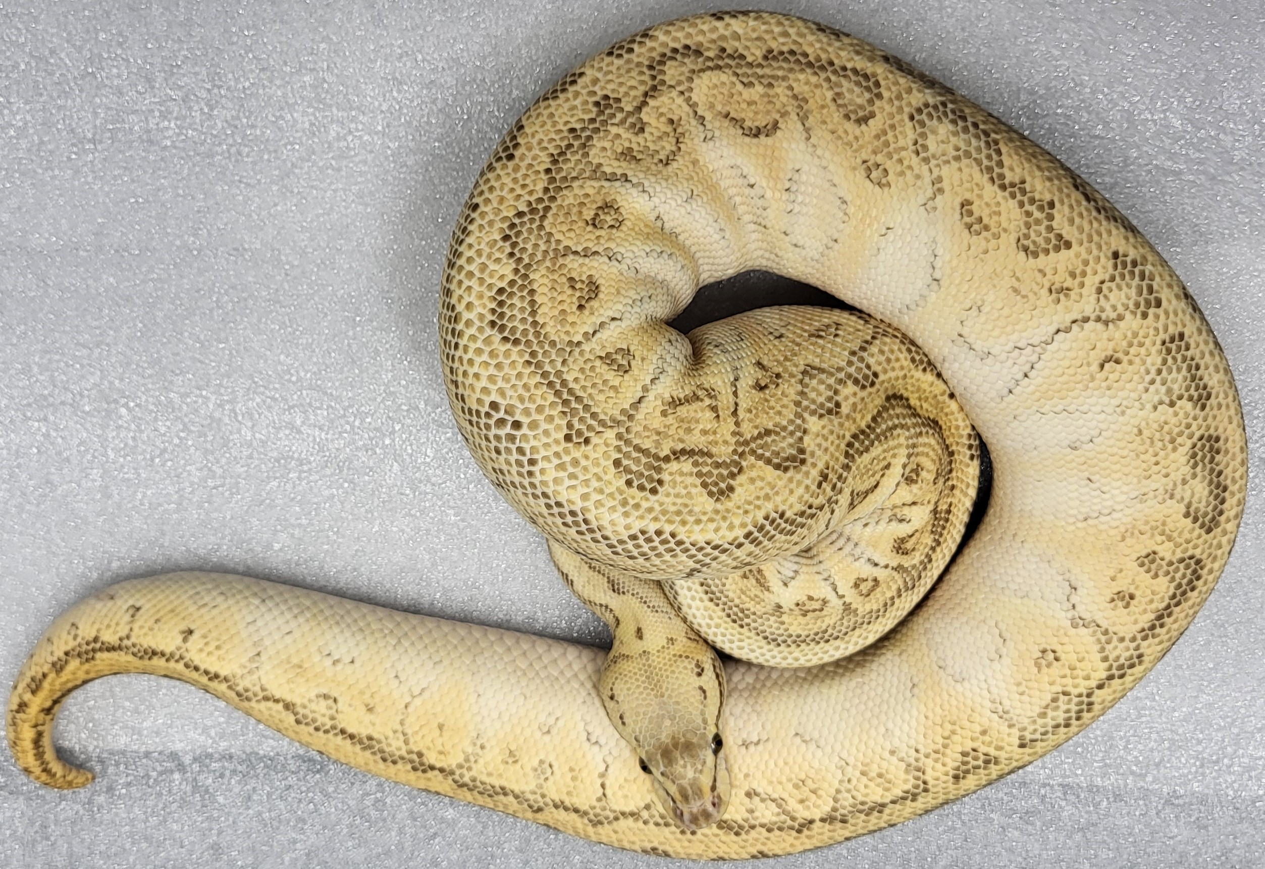 Pastel Lesser Yellowbelly Pinstripe Female 