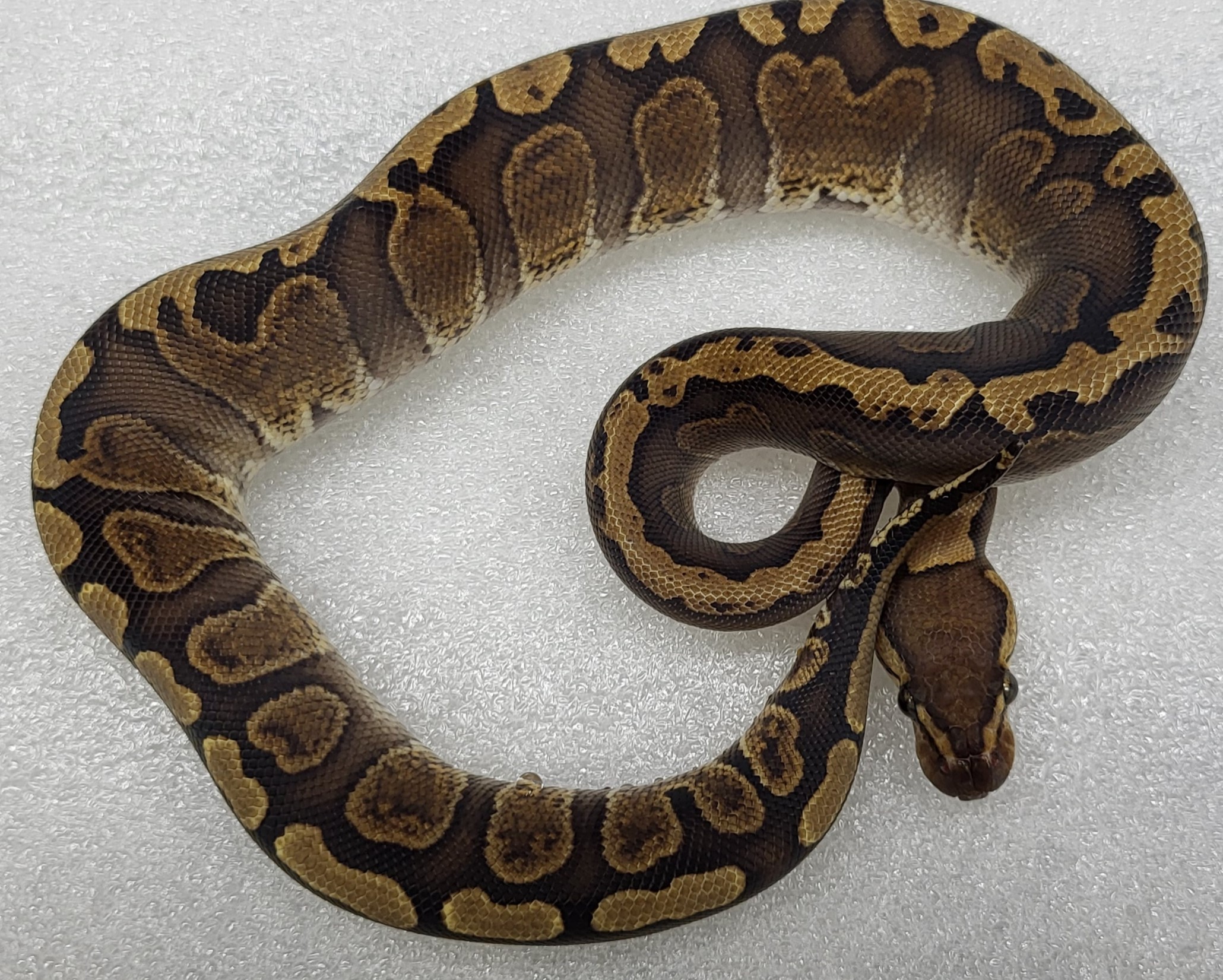 Super Red Stripe GHI Female 