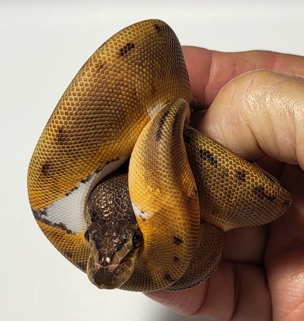 Pinstripe Pied