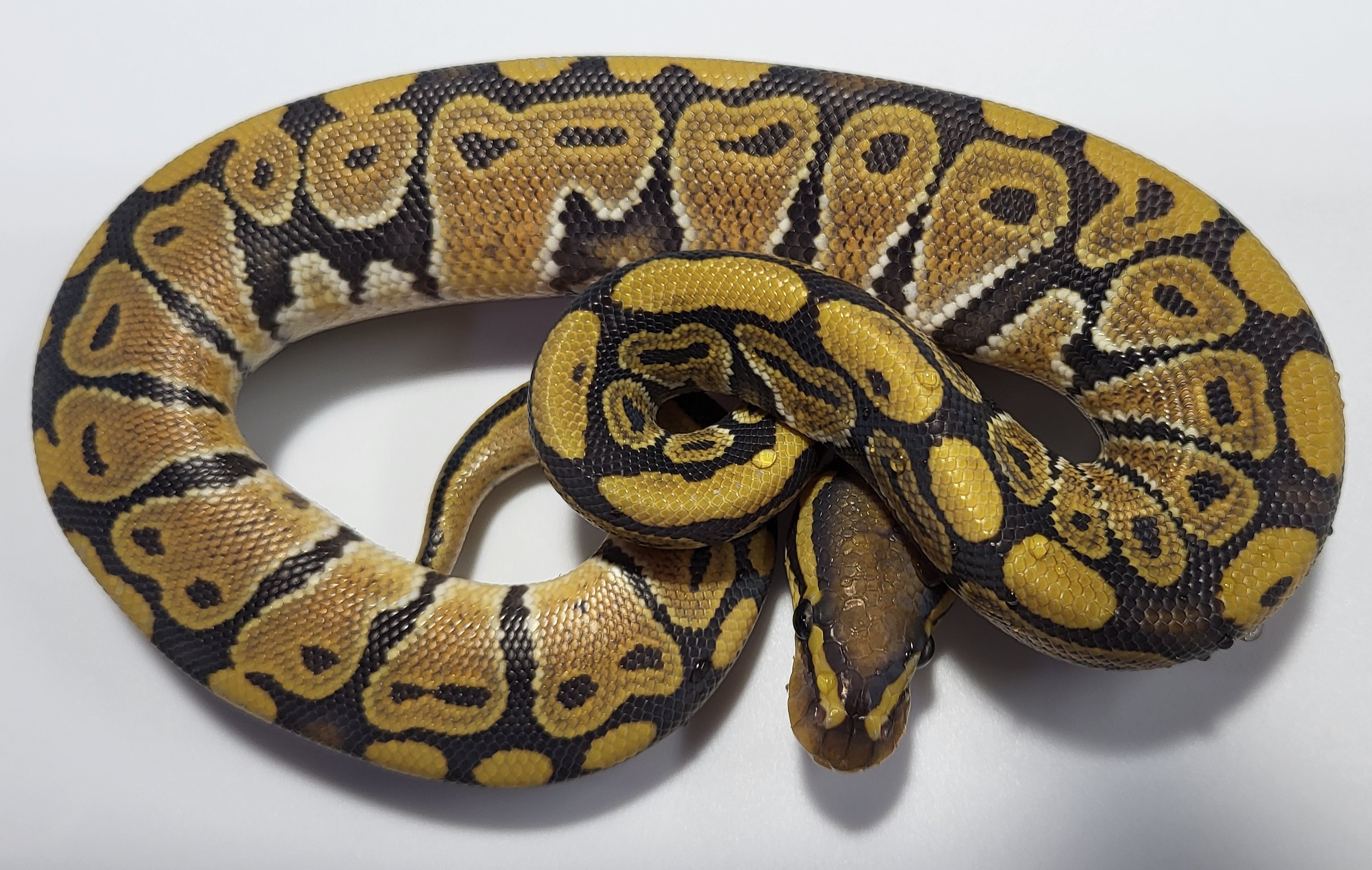 Hypo 