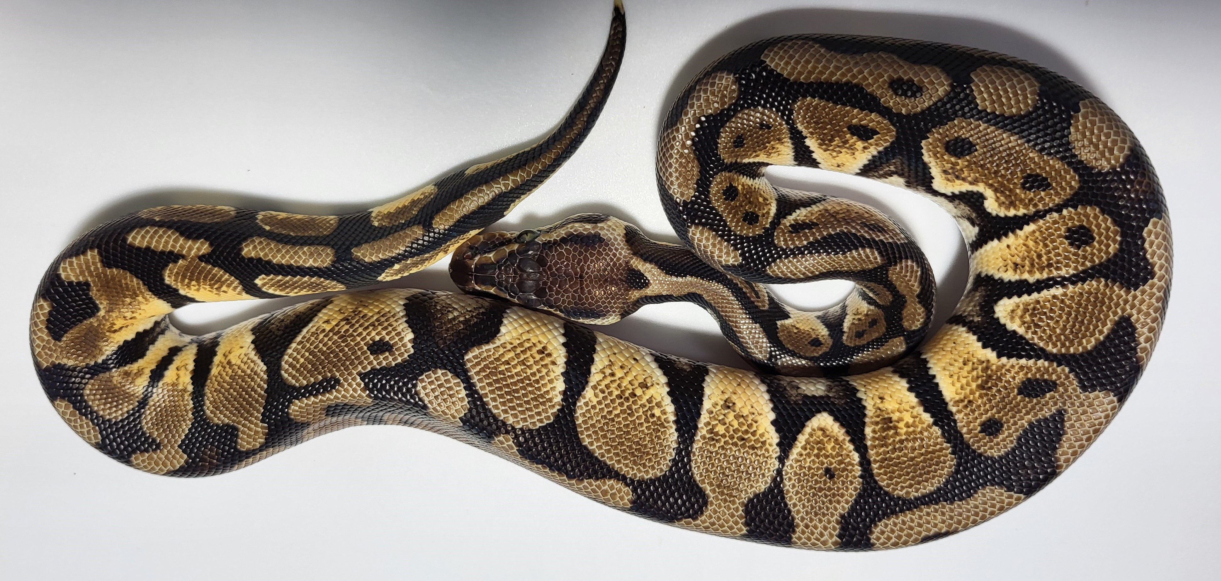 Pastel Calico 