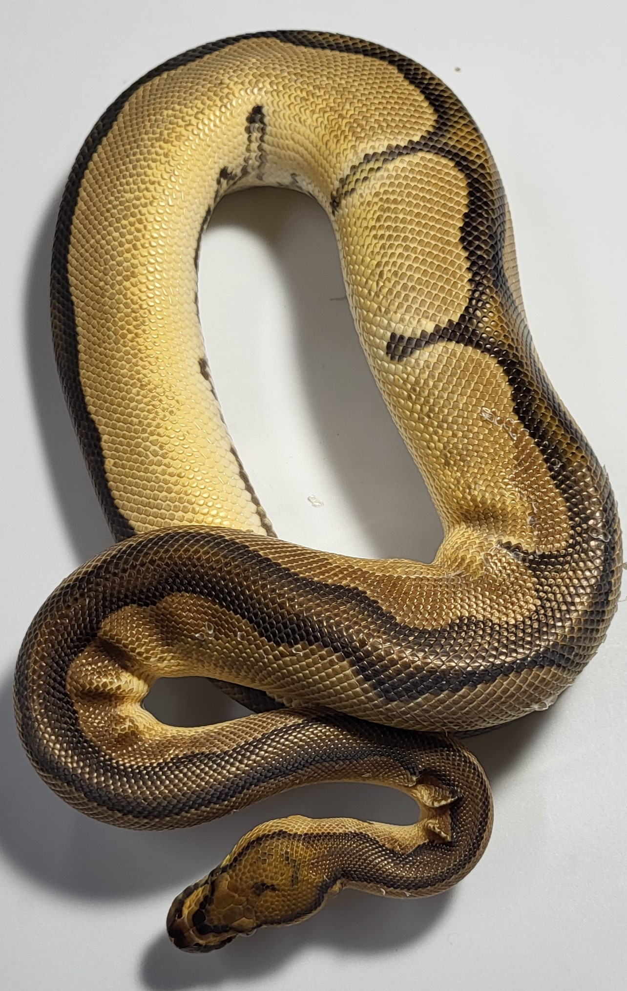 Blade Orange Dream Clown 