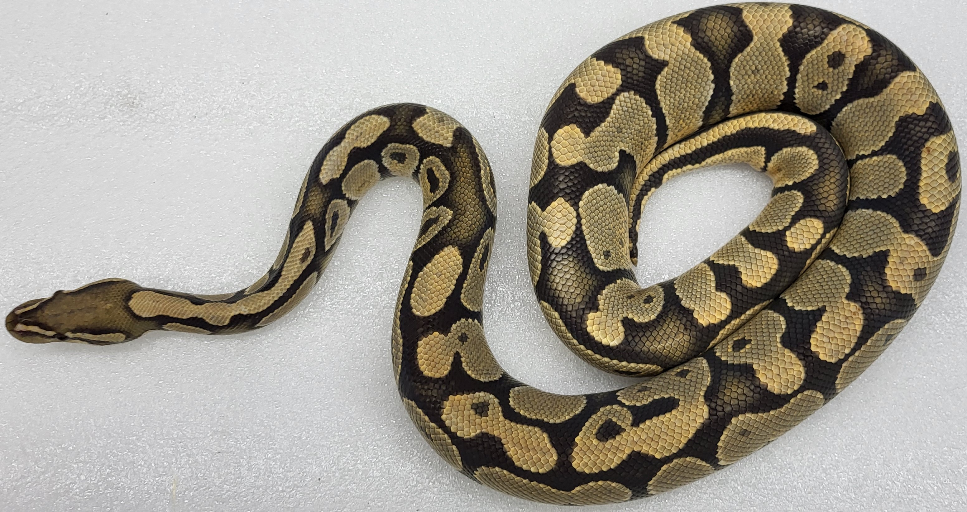 Enchi Hypo Male