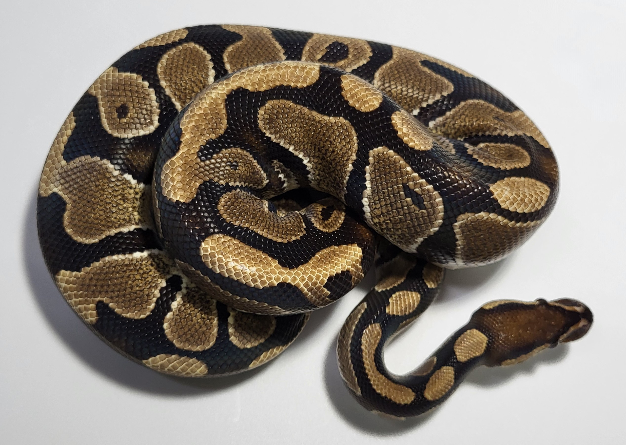 Red Stripe het hypo 