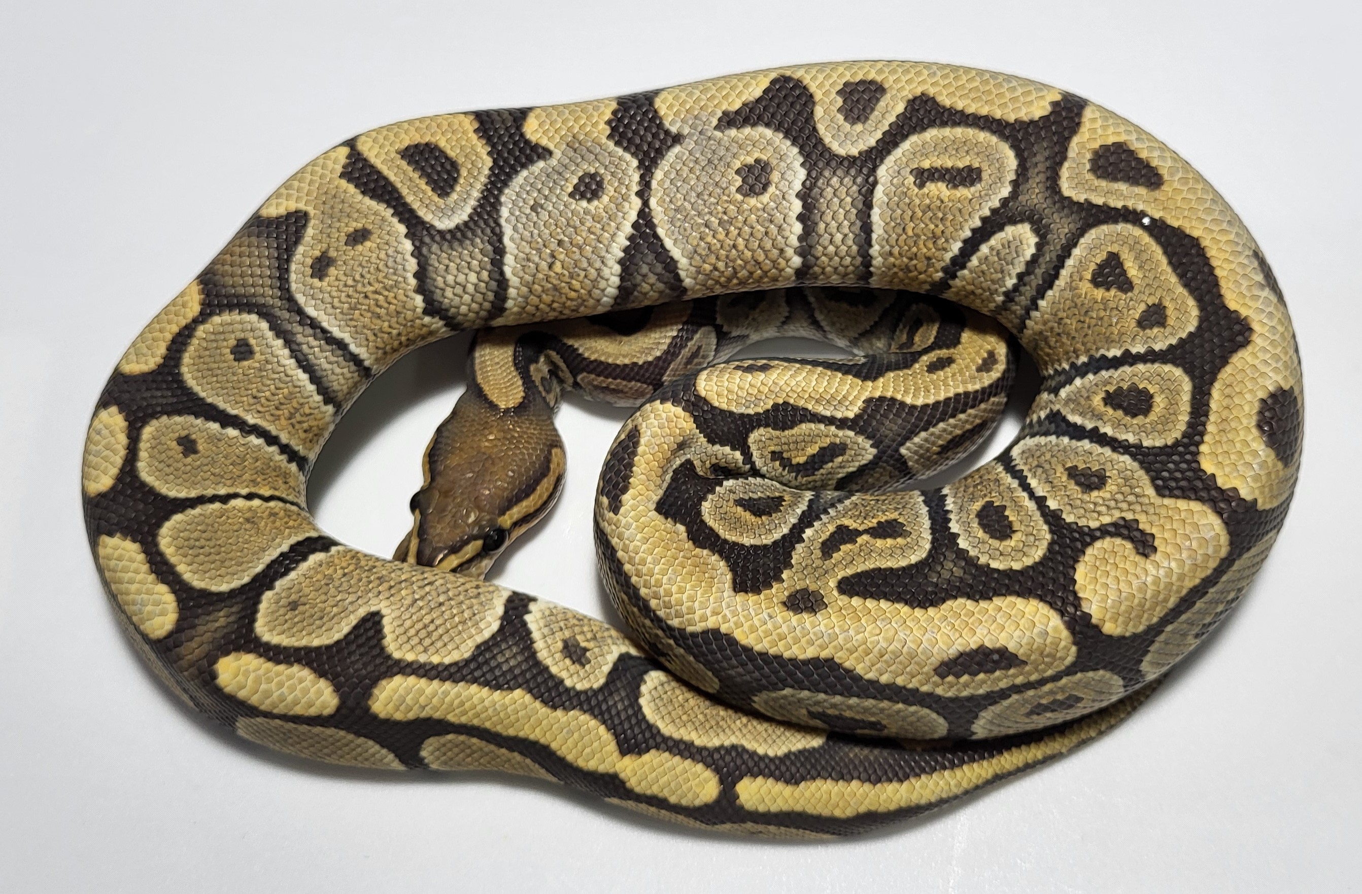 Enchi Hypo 