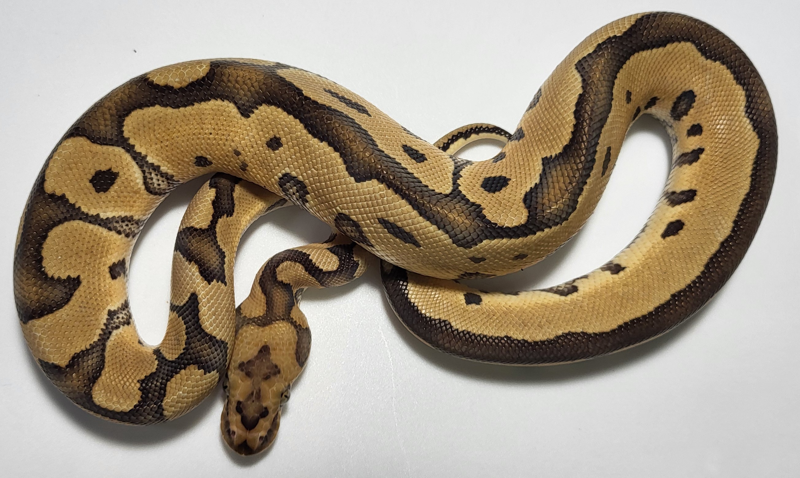 Clown Male $400