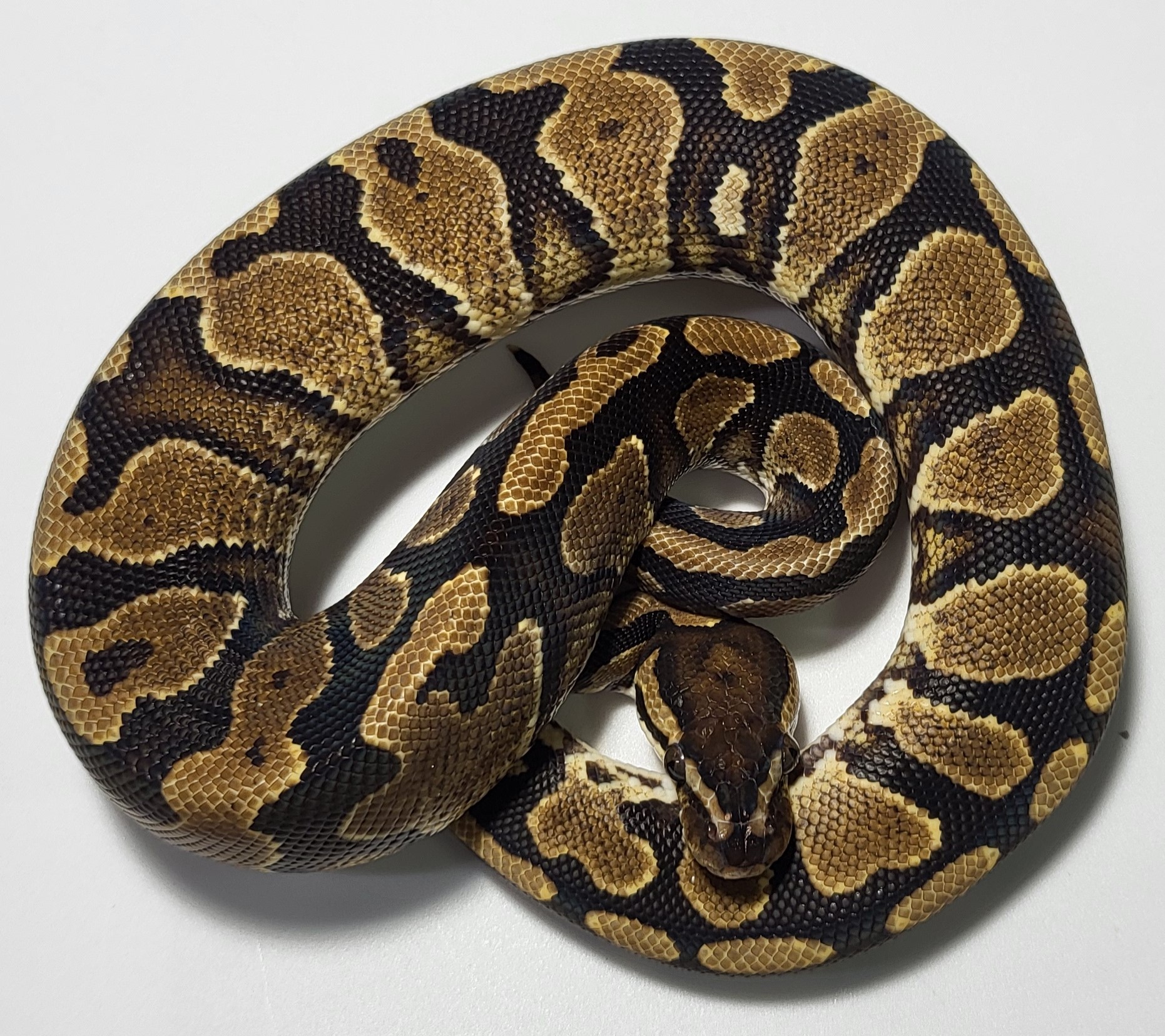 Yellowbelly plus 