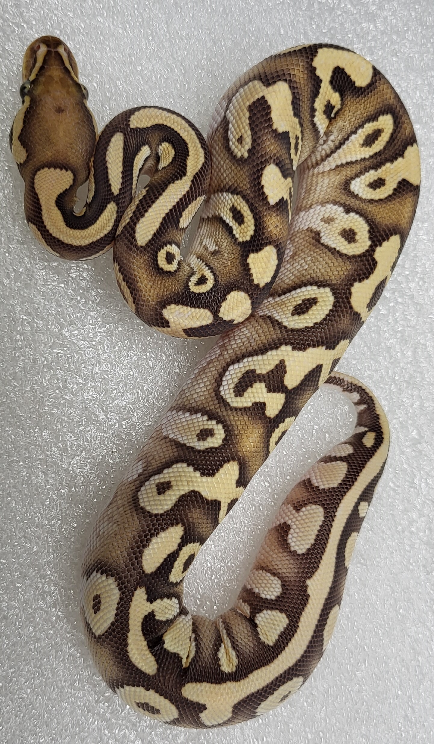 Mojave Yellowbelly Het hypo Female 