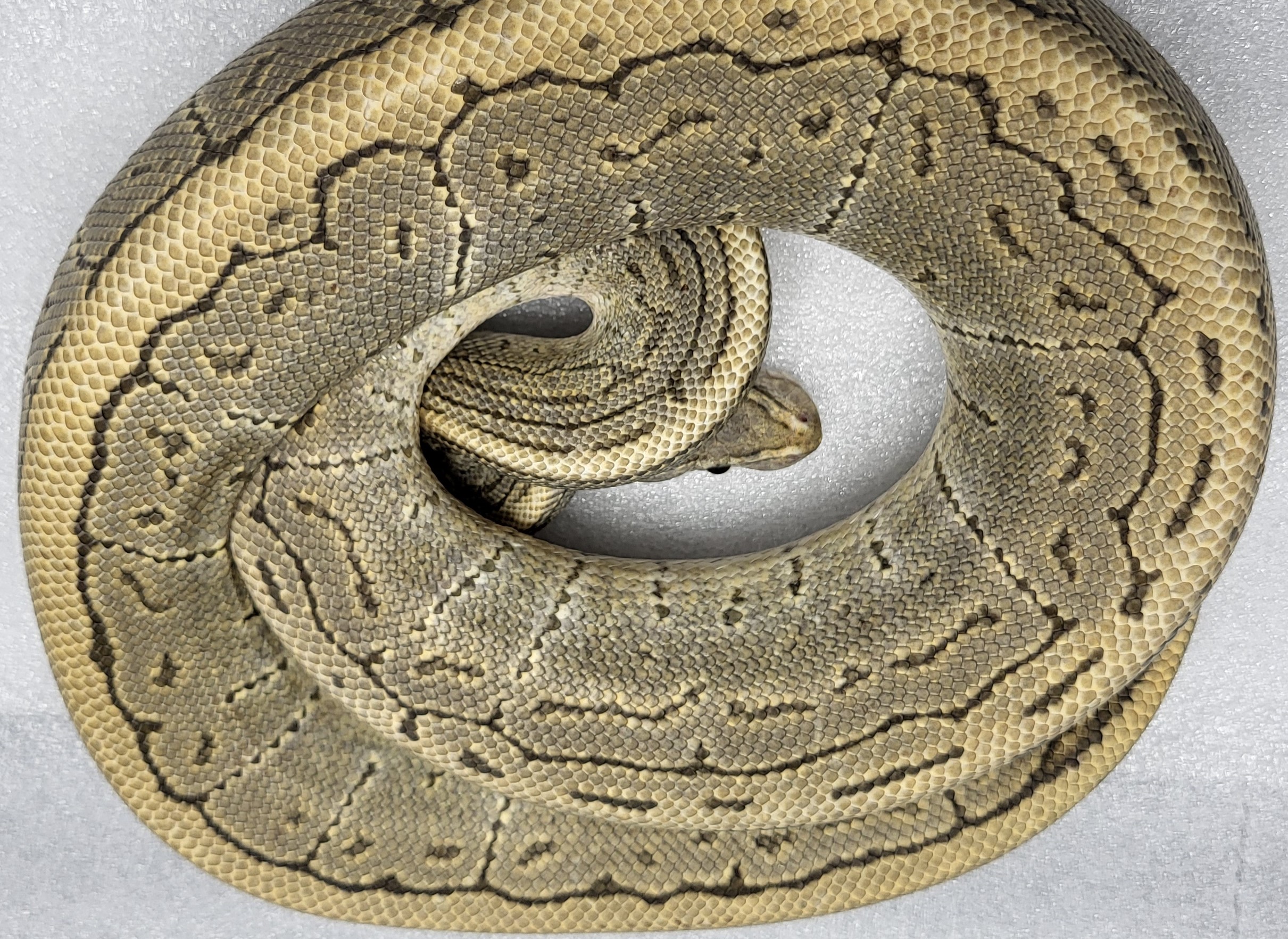 Hypo Pinstripe Female 