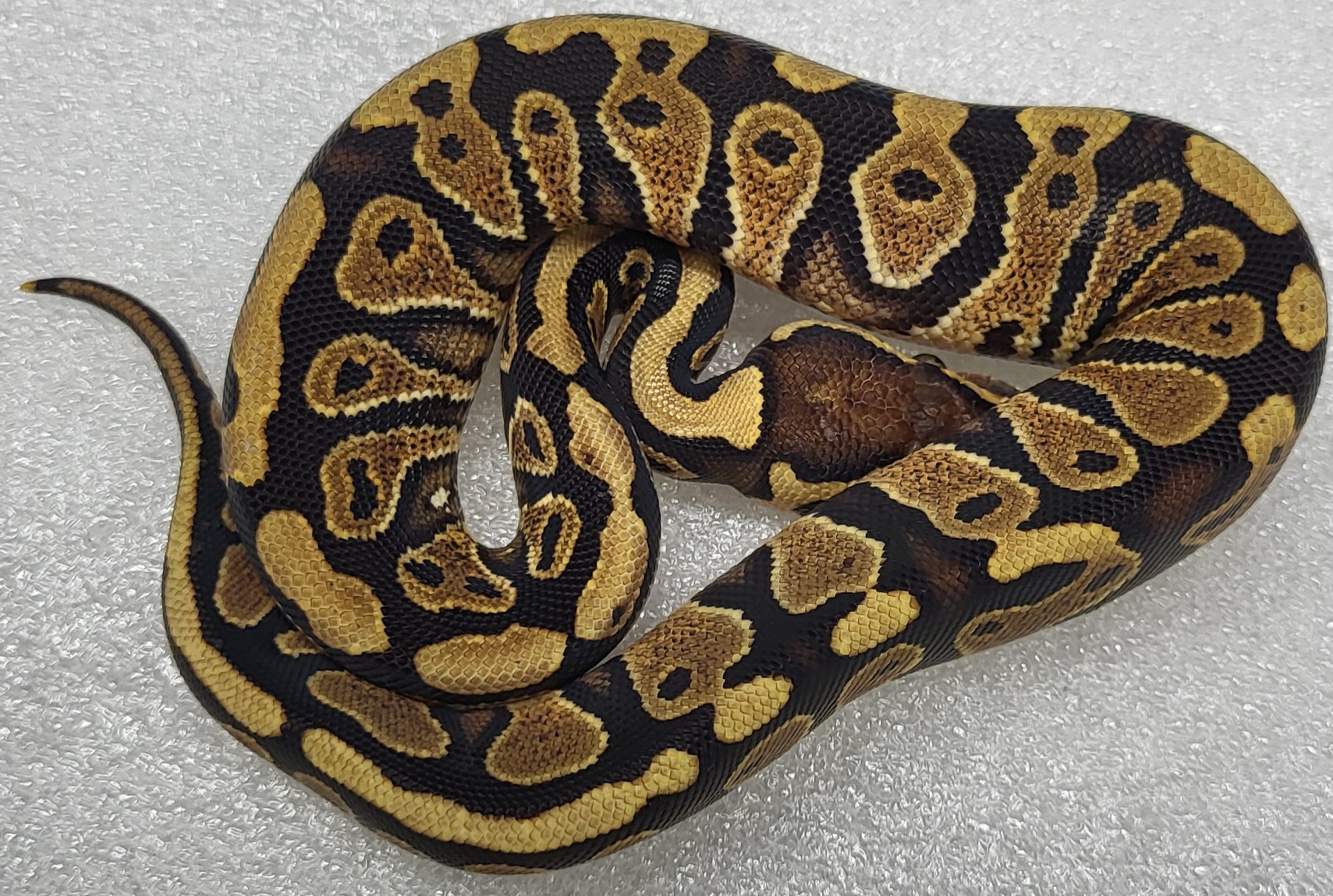SKR Yellowbelly Het clown Female 