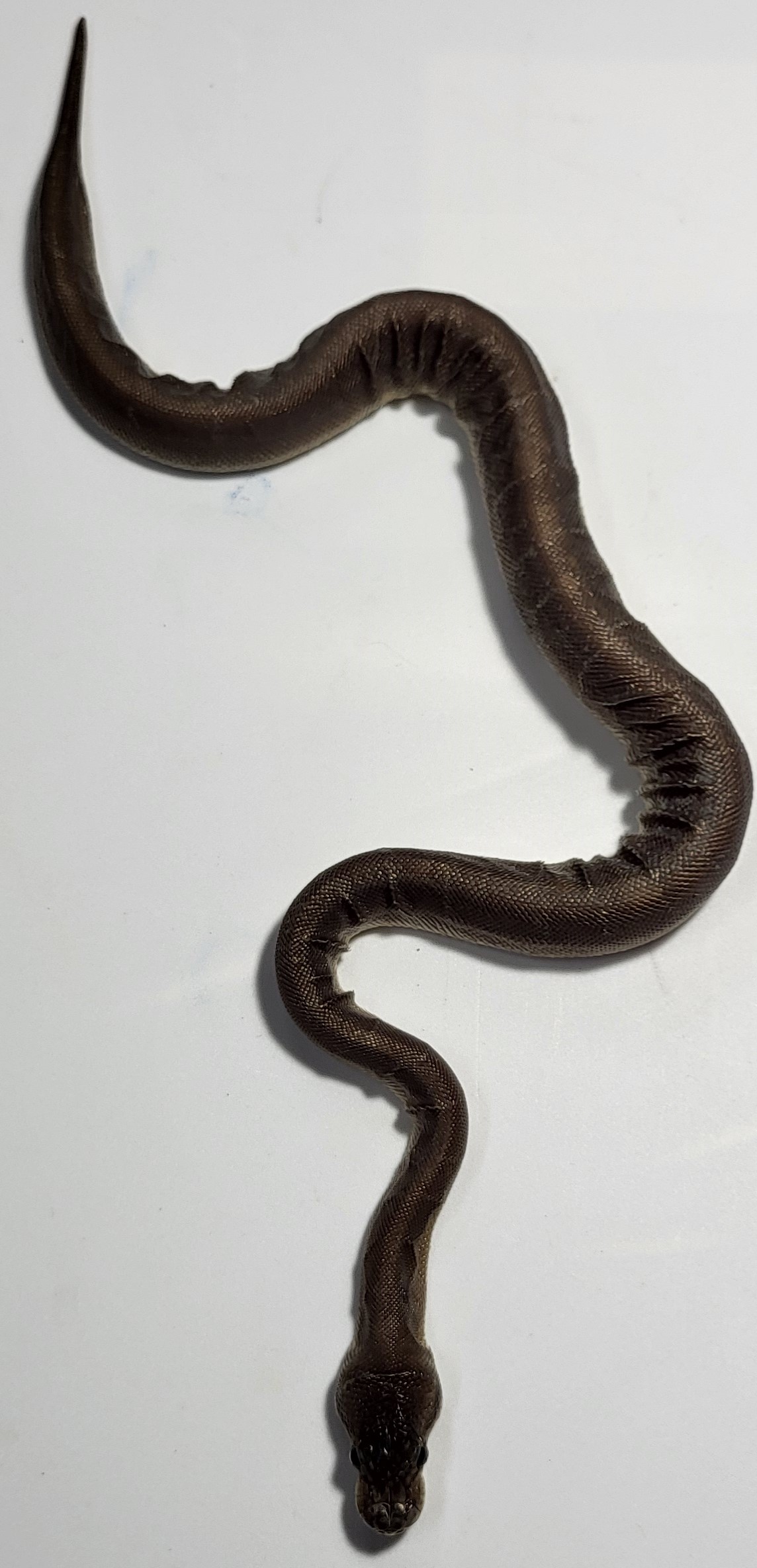 Super Cinnamon Mojave 